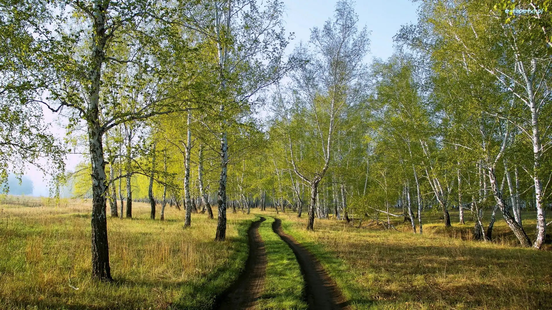 Ścieżka, Las