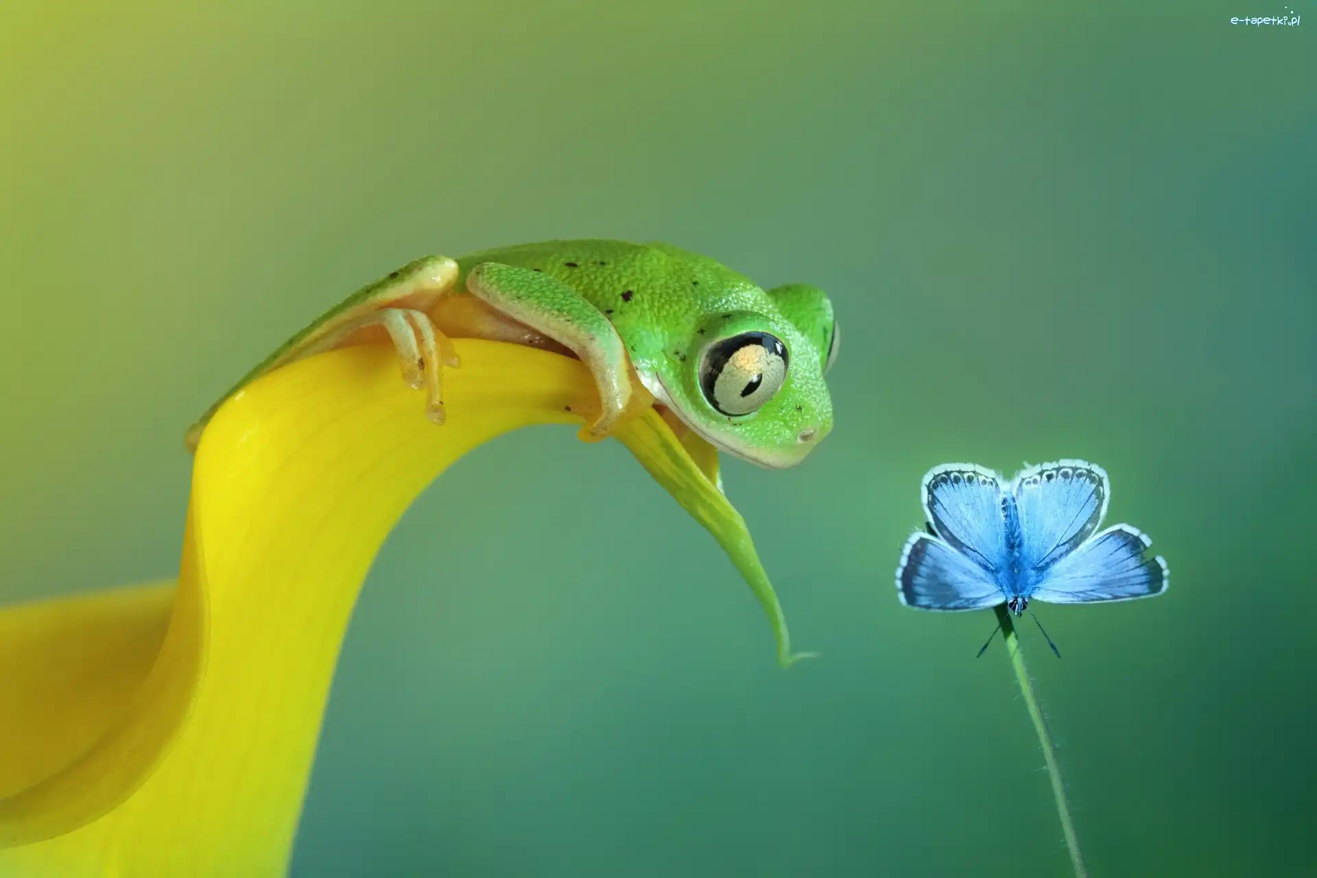 Motyl, Żaba, Zielona