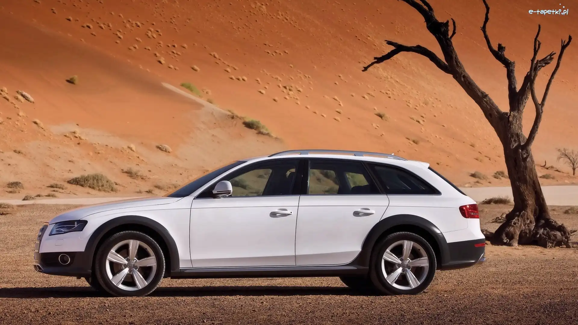 A4 AllRoad , Drzewo, Pustynia, Audi