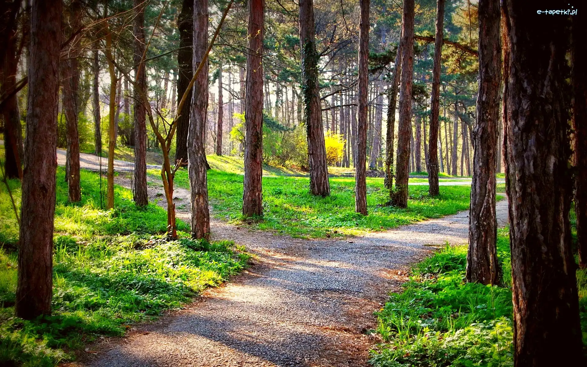Przebijające Światło, Ścieżki, Las
