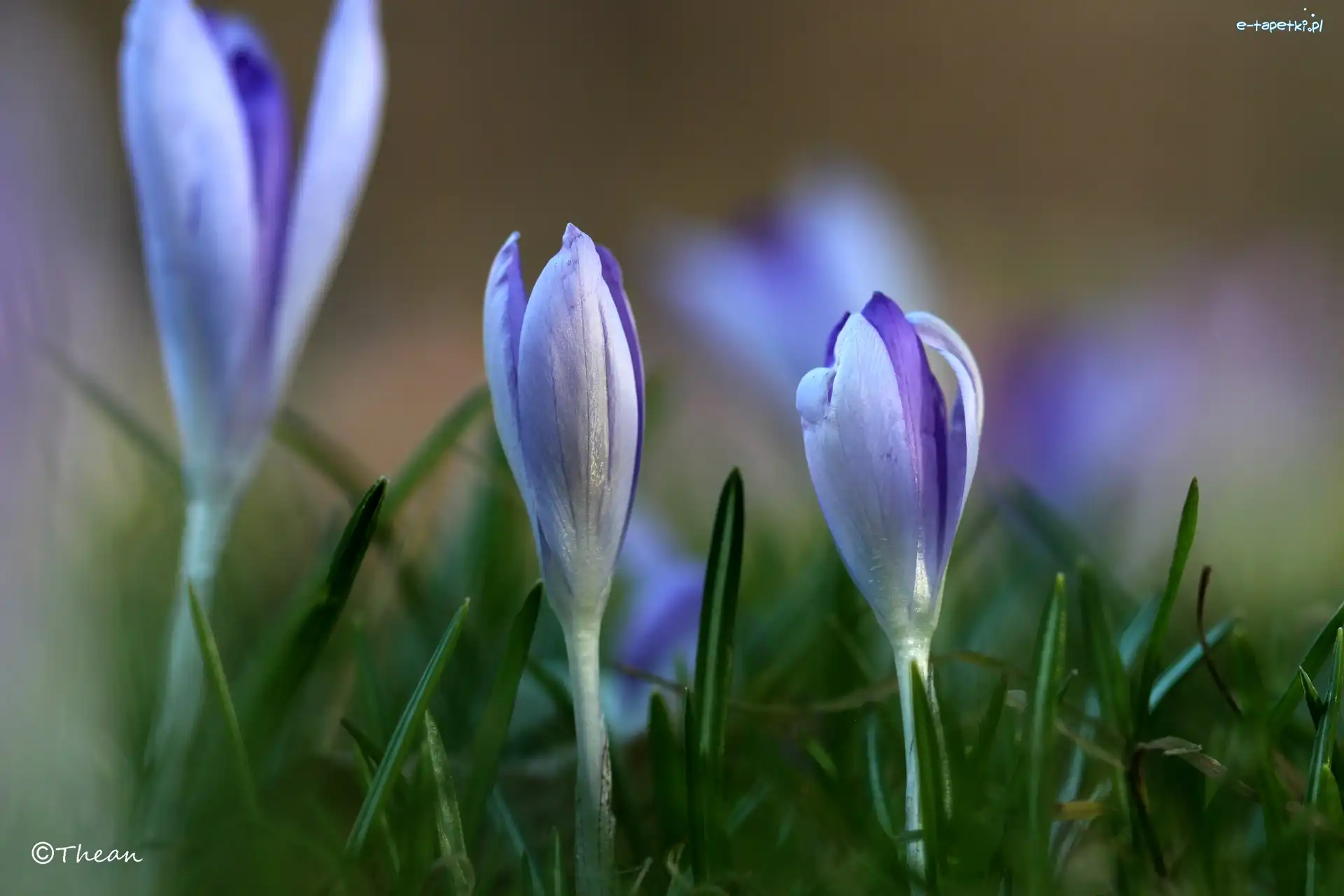 Krokusy, Wiosna, Kwiaty, Liliowe