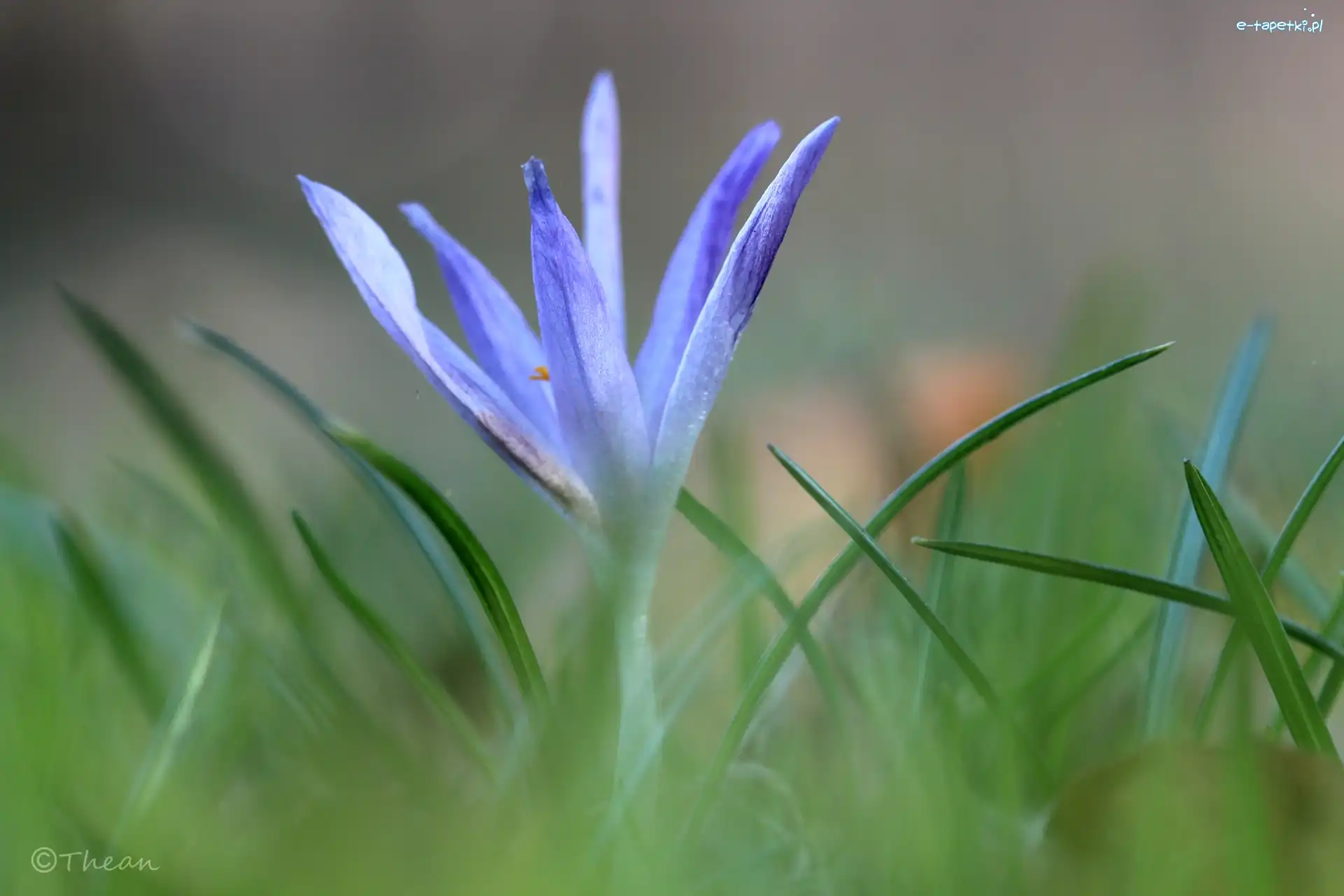 Krokus, Wiosna, Kwiat, Liliowy