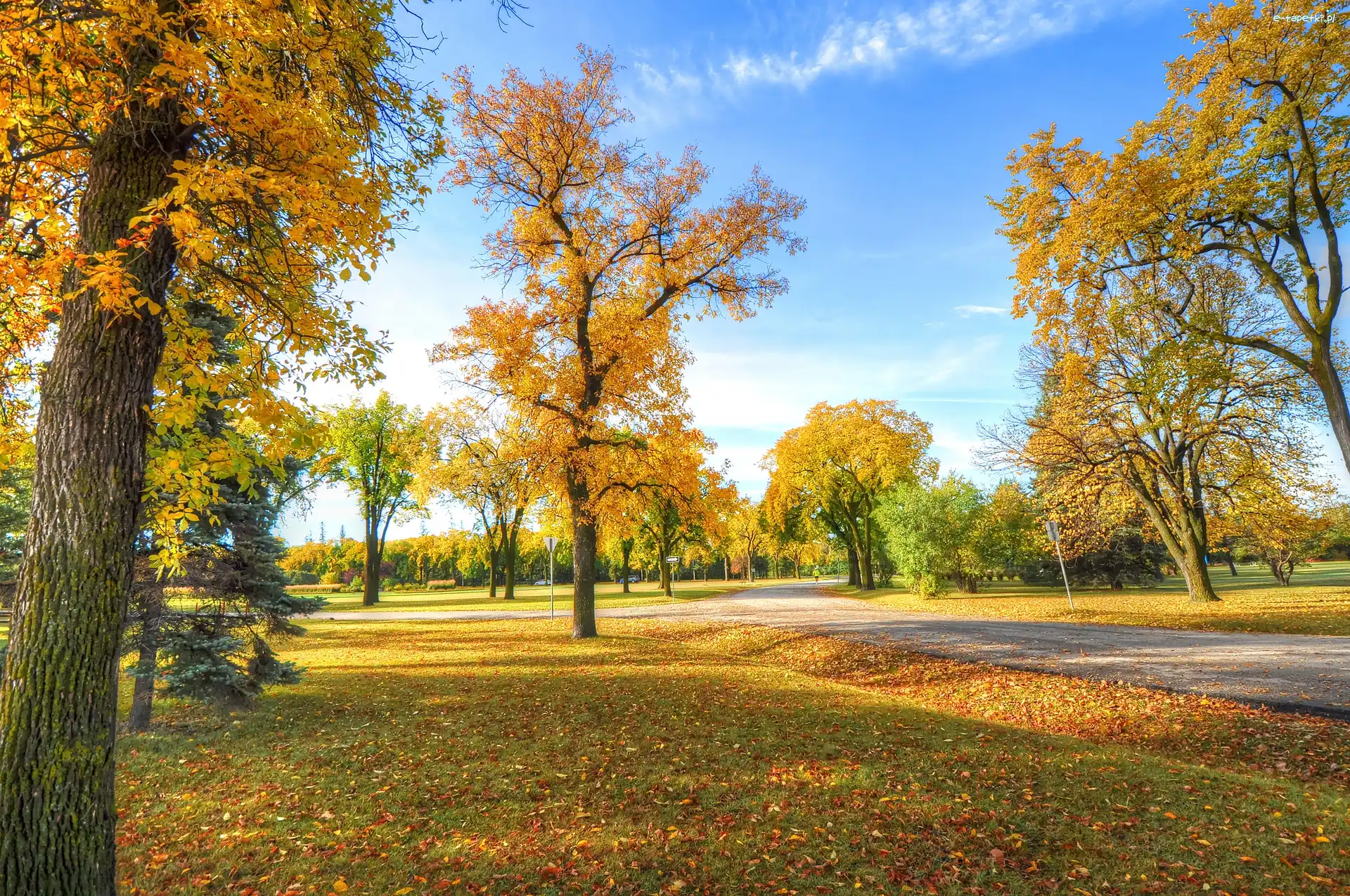 Park, Liście, Alejka, Jesień