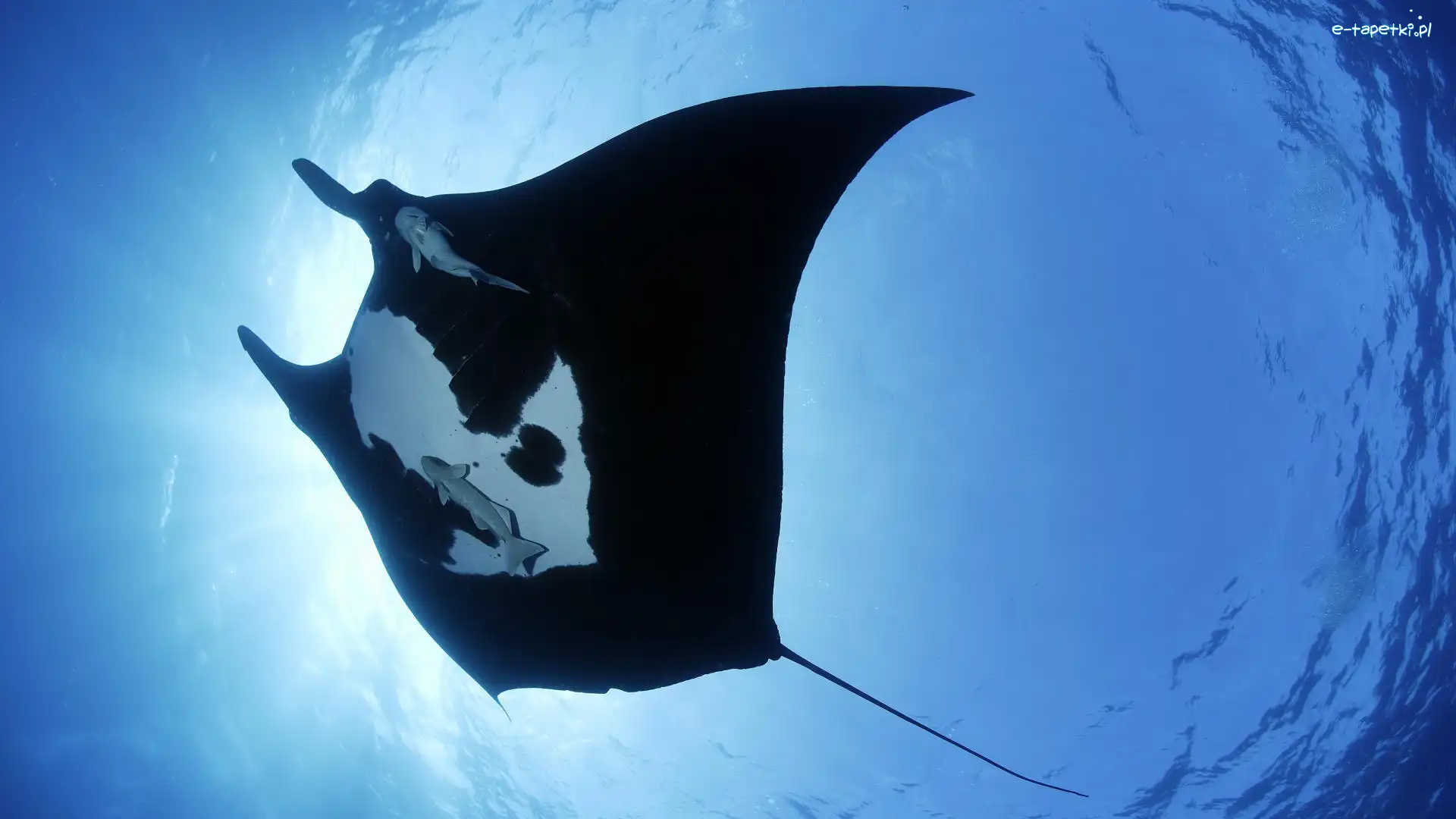 Ocean, Manta