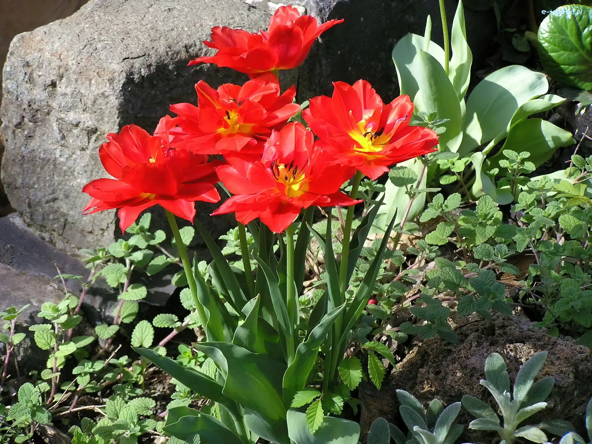 Tulipany, Kamień, Rośliny, Czerwone