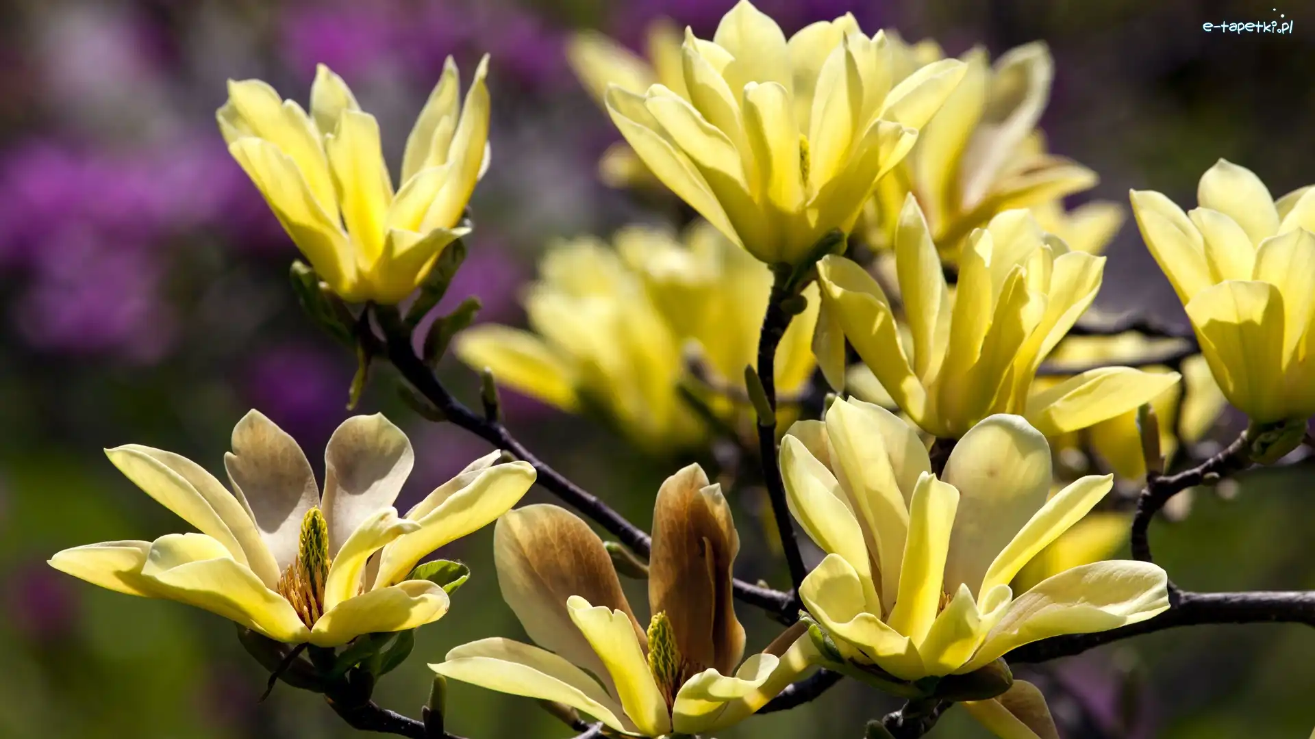 Magnolia, Kwitnąca, Żółta