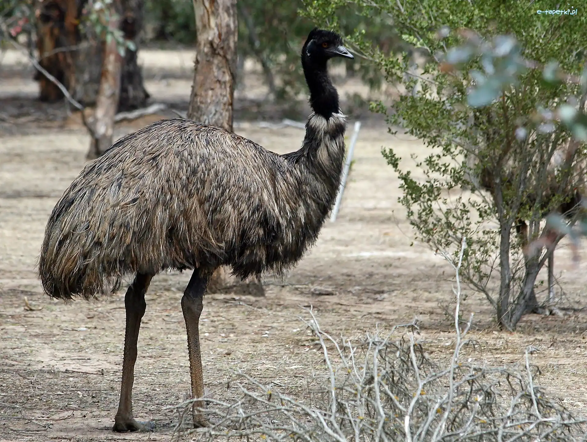 Emu, Rozmycie, Roślinność, Kazuar