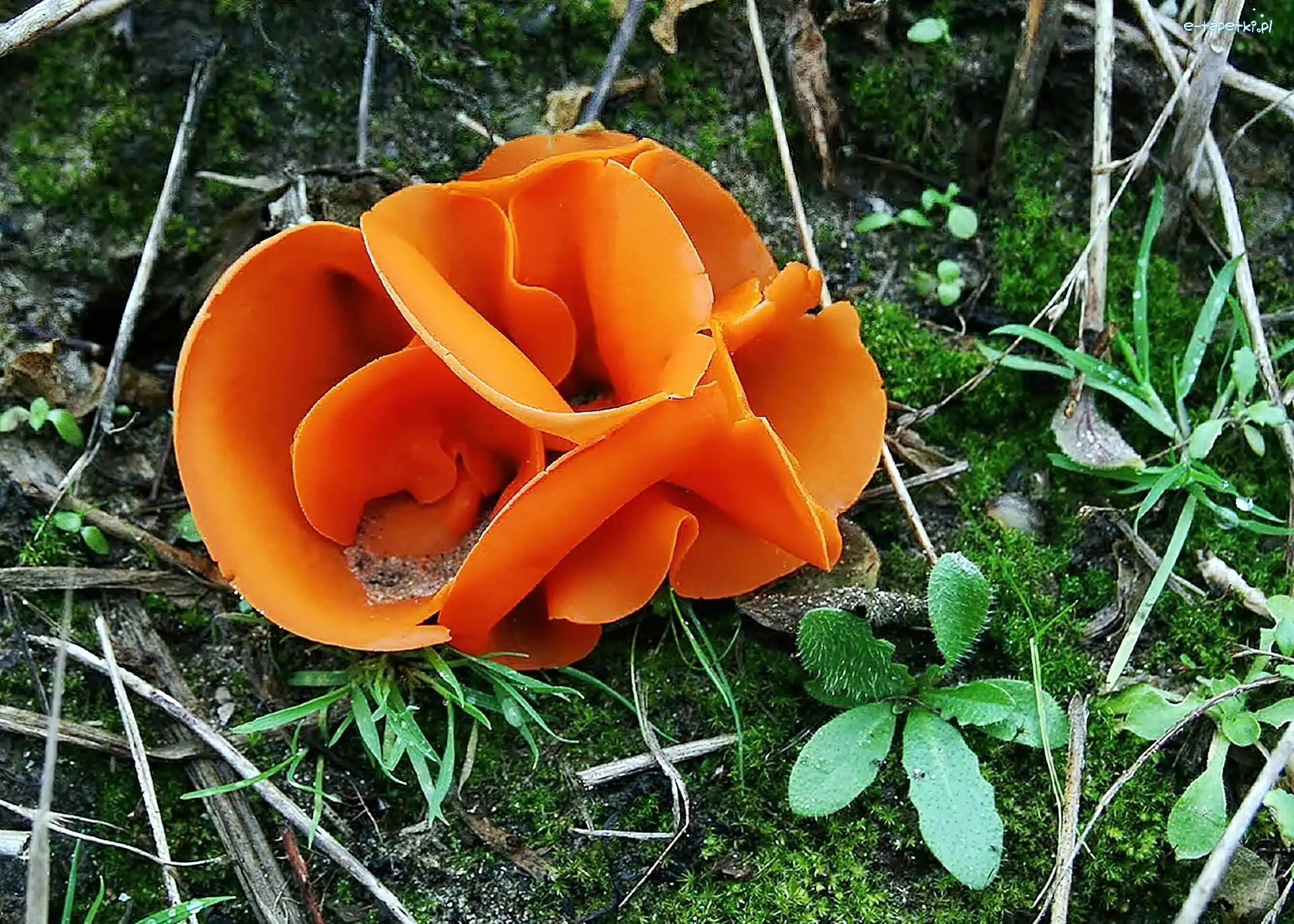 Leśna, Grzyb, Pomarańczowy, Ściółka