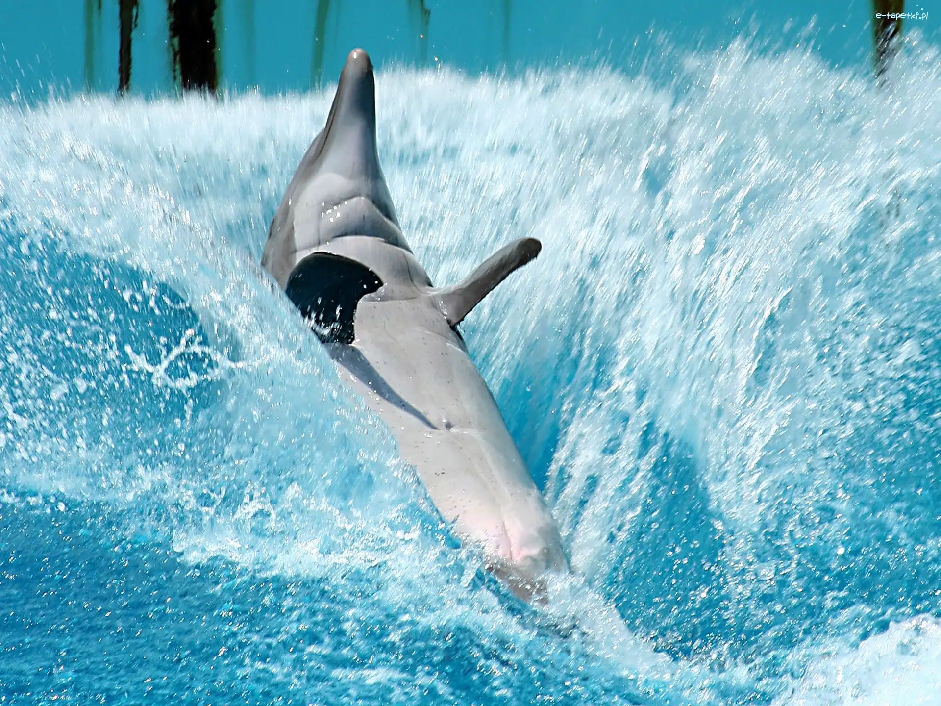 Woda, Delfin