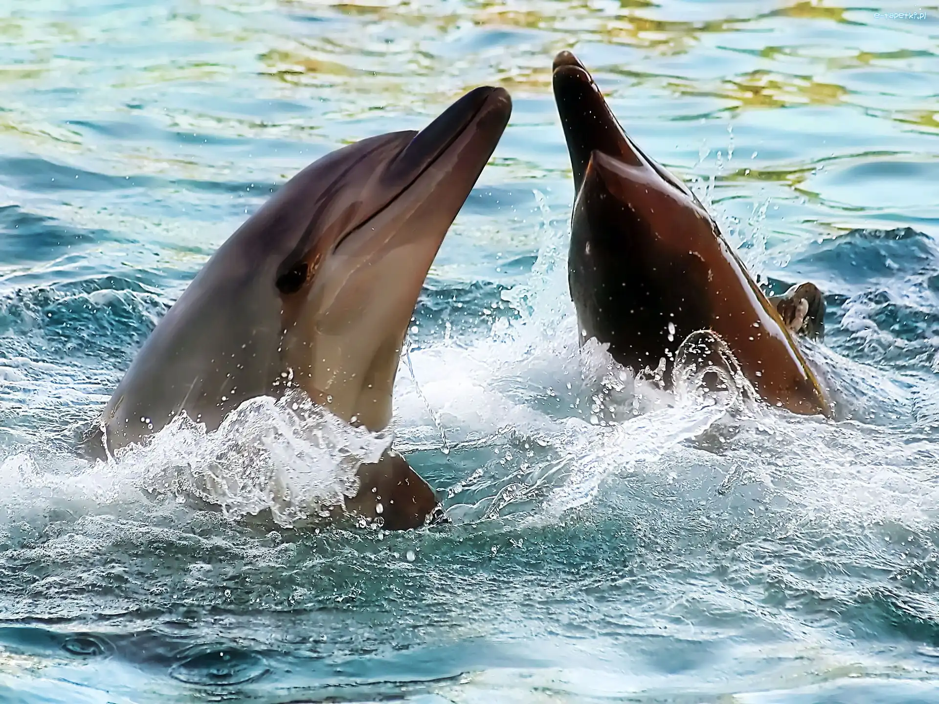 Woda, Delfiny