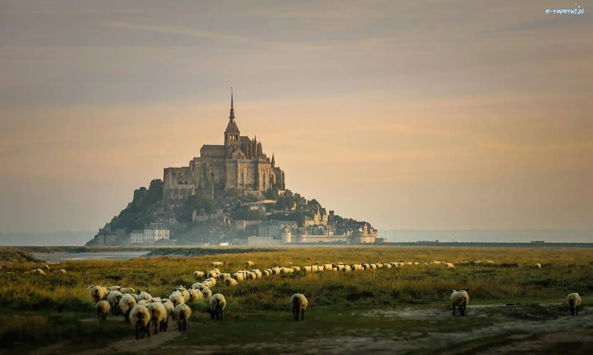 Wzgórze, Opactwo św. Michała Archanioła, wyspa Mont Saint-Michel, Owce, Normandia, Francja