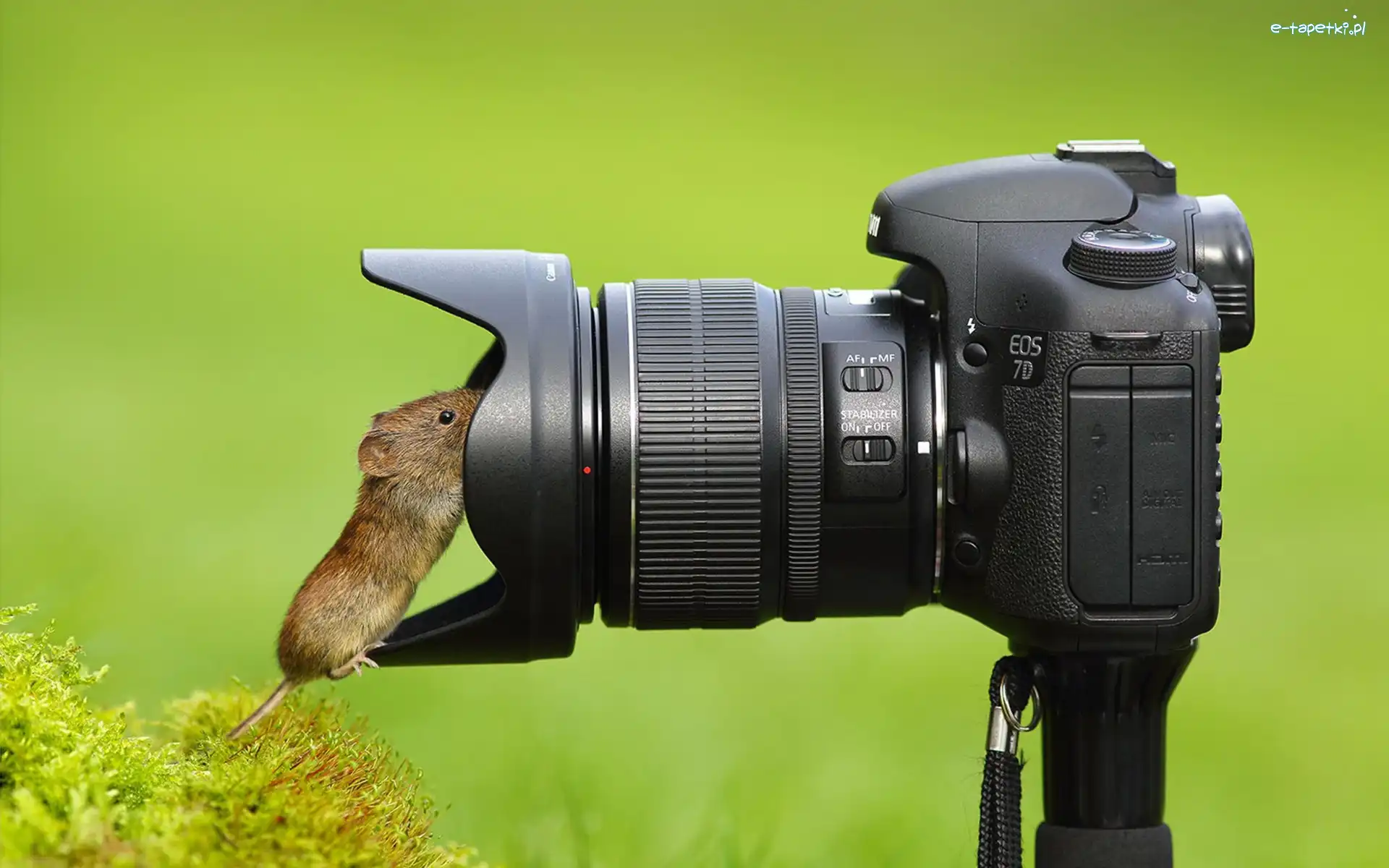 Aparat, Krzew, Fotograficzny, Myszka