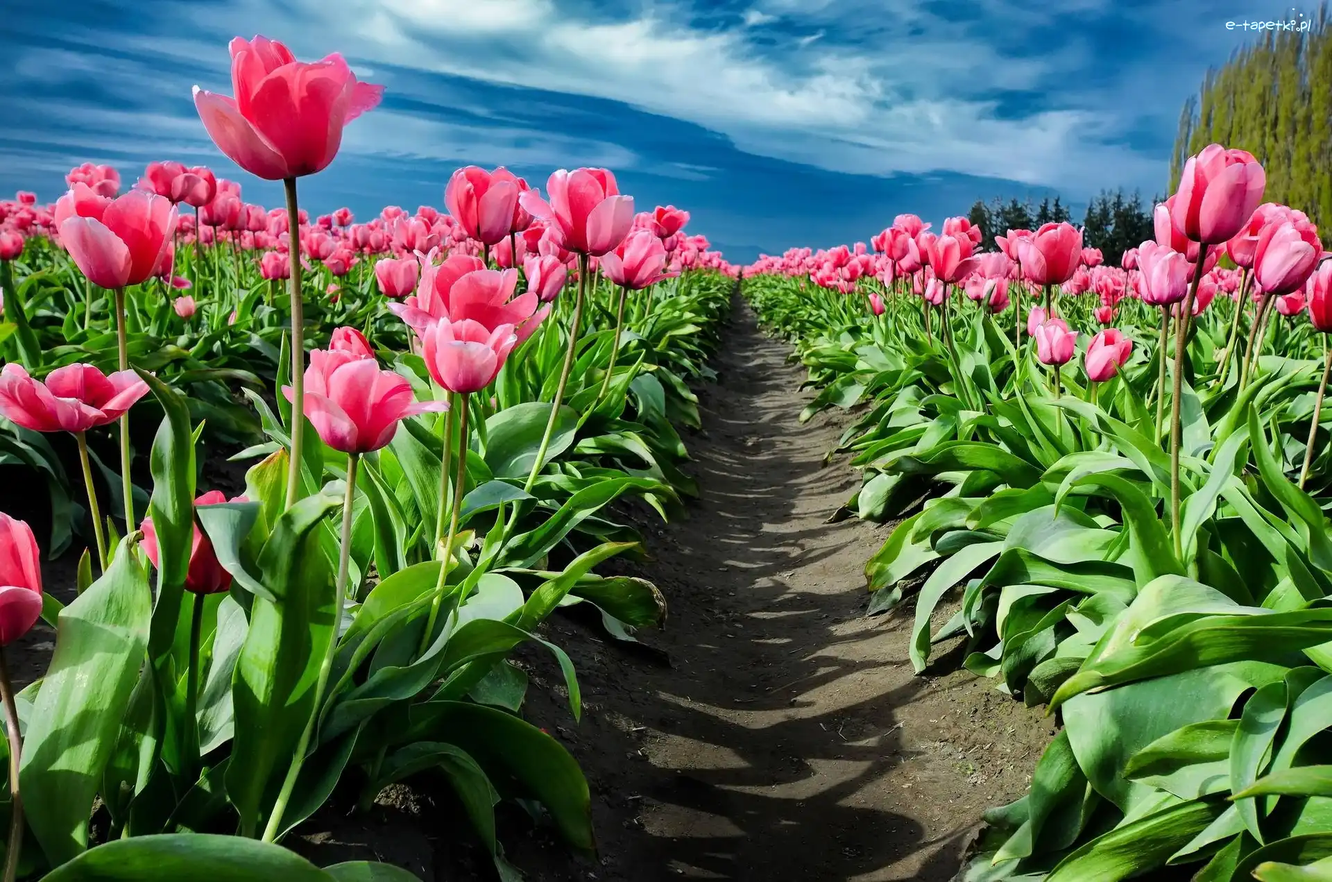 Tulipany, Niebo, Ścieżka, Różowe