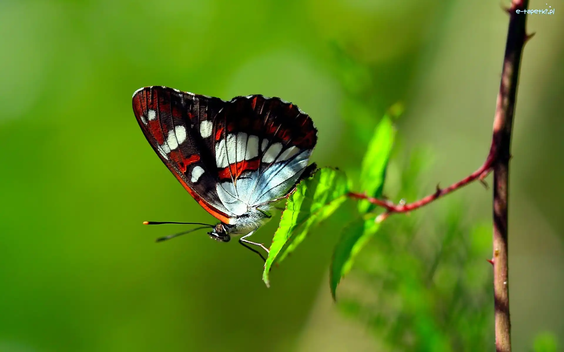 Makro, Gałązka, Motyl