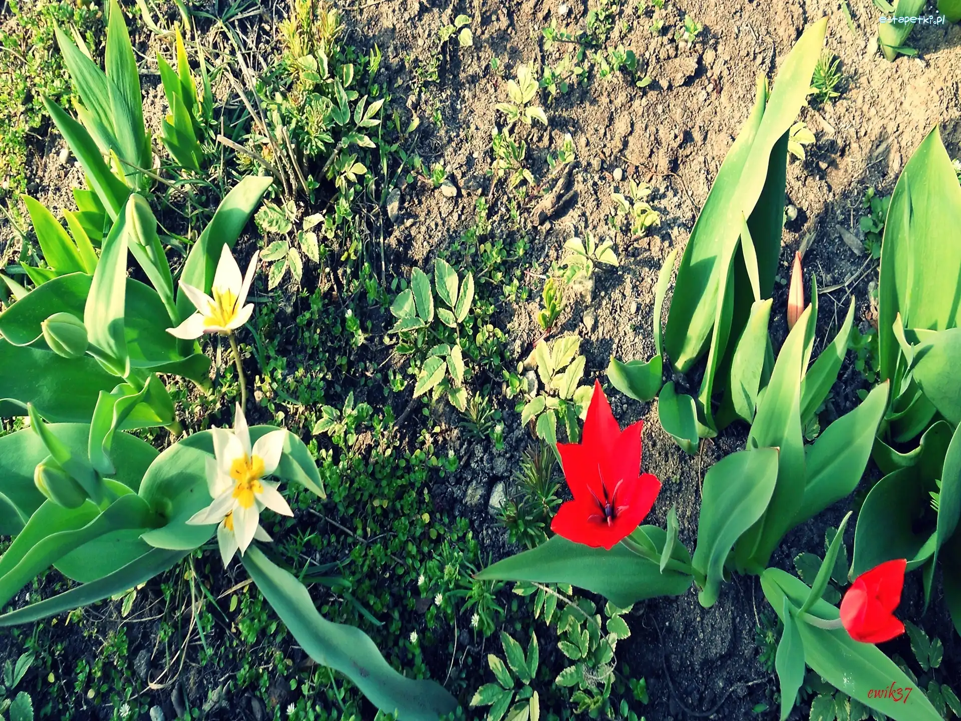 Rośliny, Tulipany, Ogród