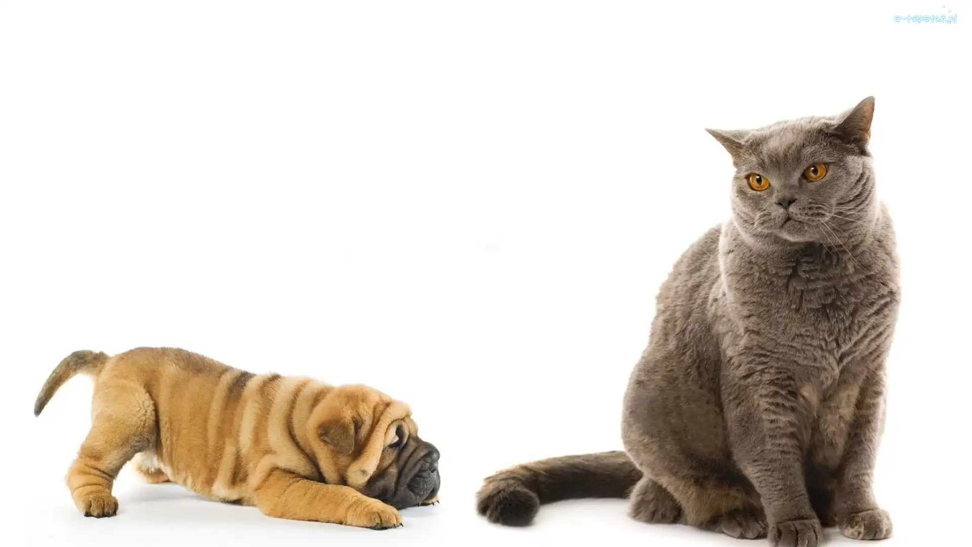 Shar Pei, Szczeniak, Kot