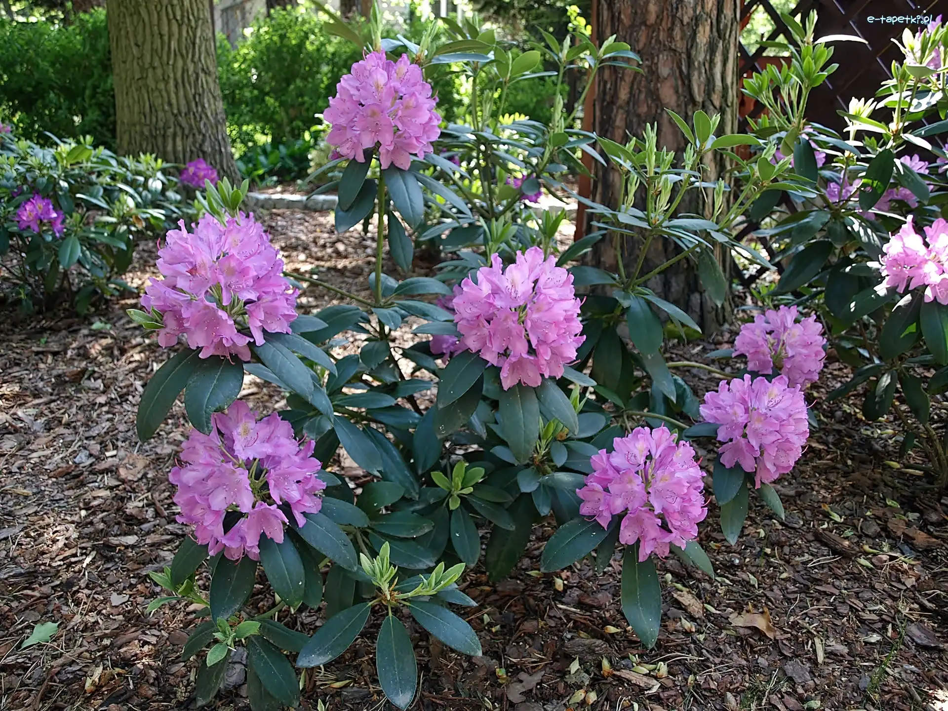 Park, Rododendron, Kwitnący, Wiosna