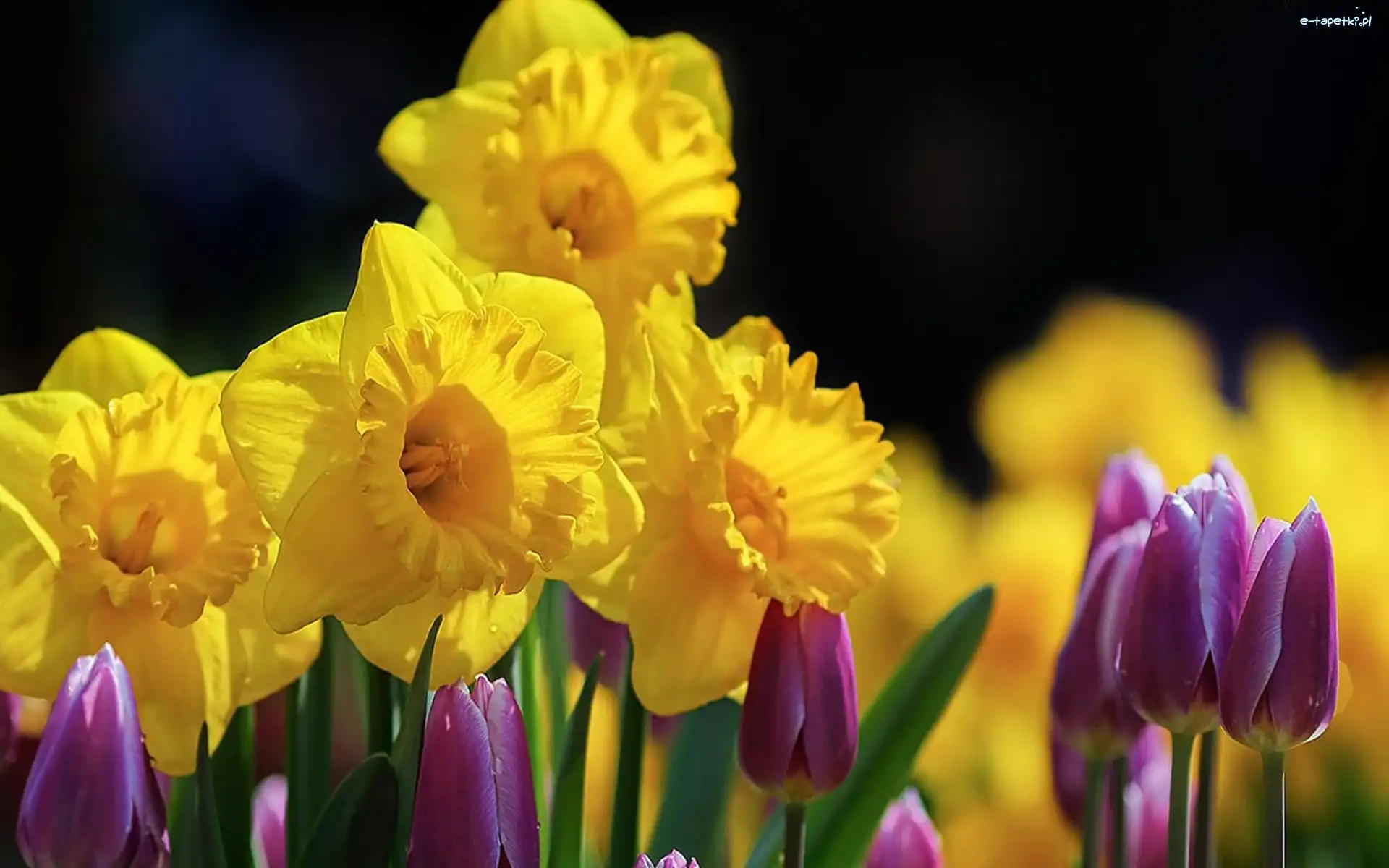 Tulipany, Żonkile