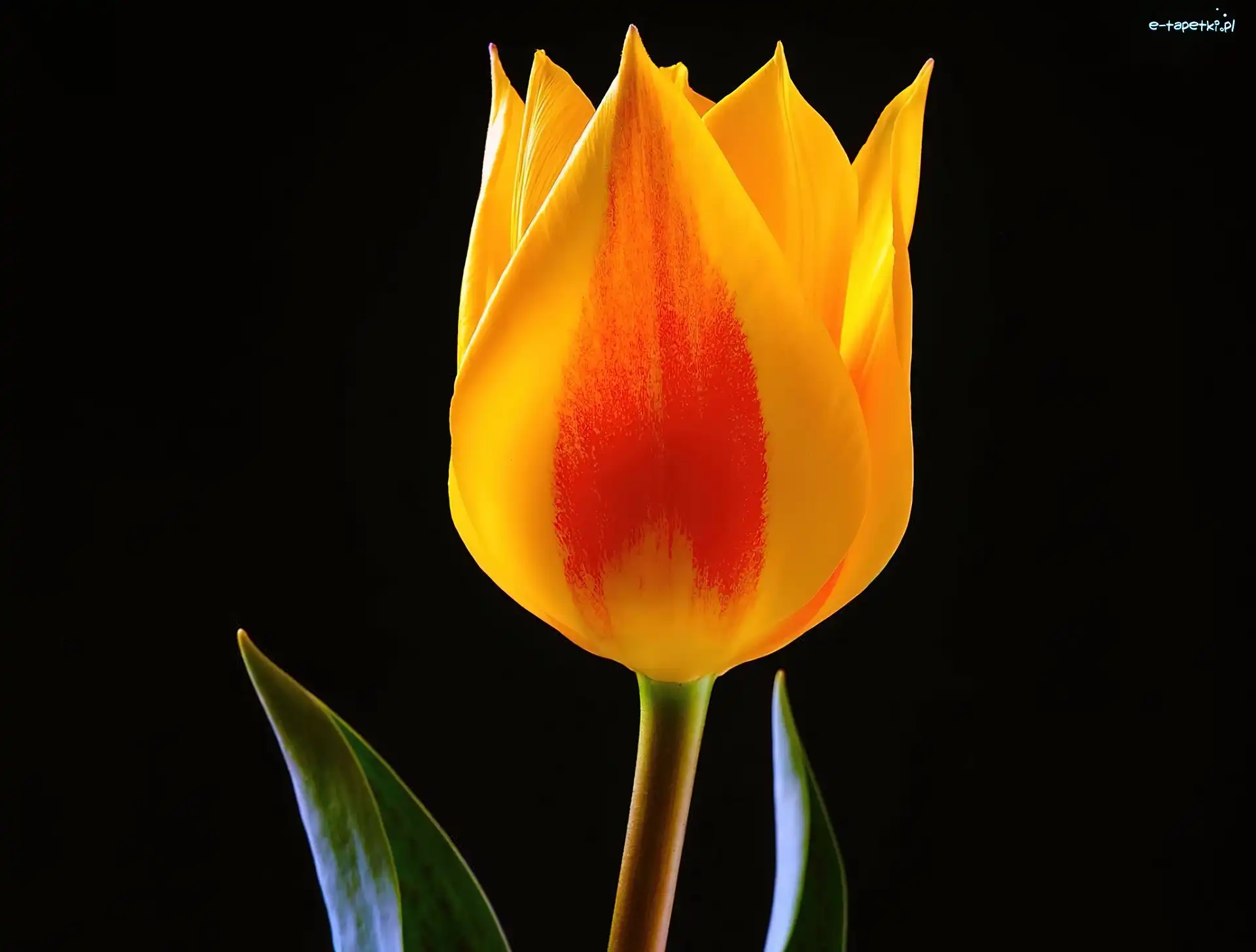 Tulipan, Tło, Czarne, Żółty