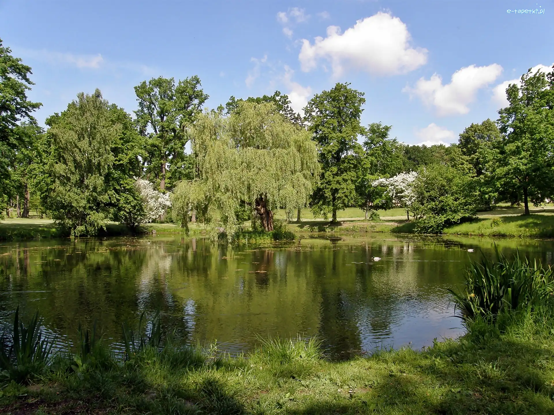 Park, Obłoki, Staw, Światło, Przebijające