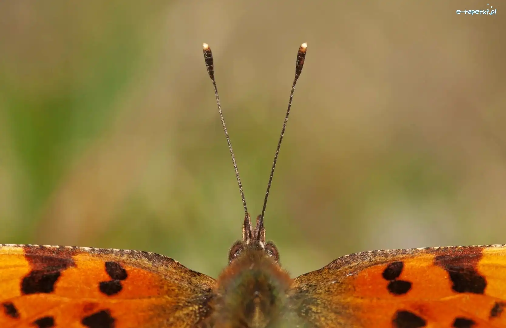 Skrzydełka, Czułki, Motyl