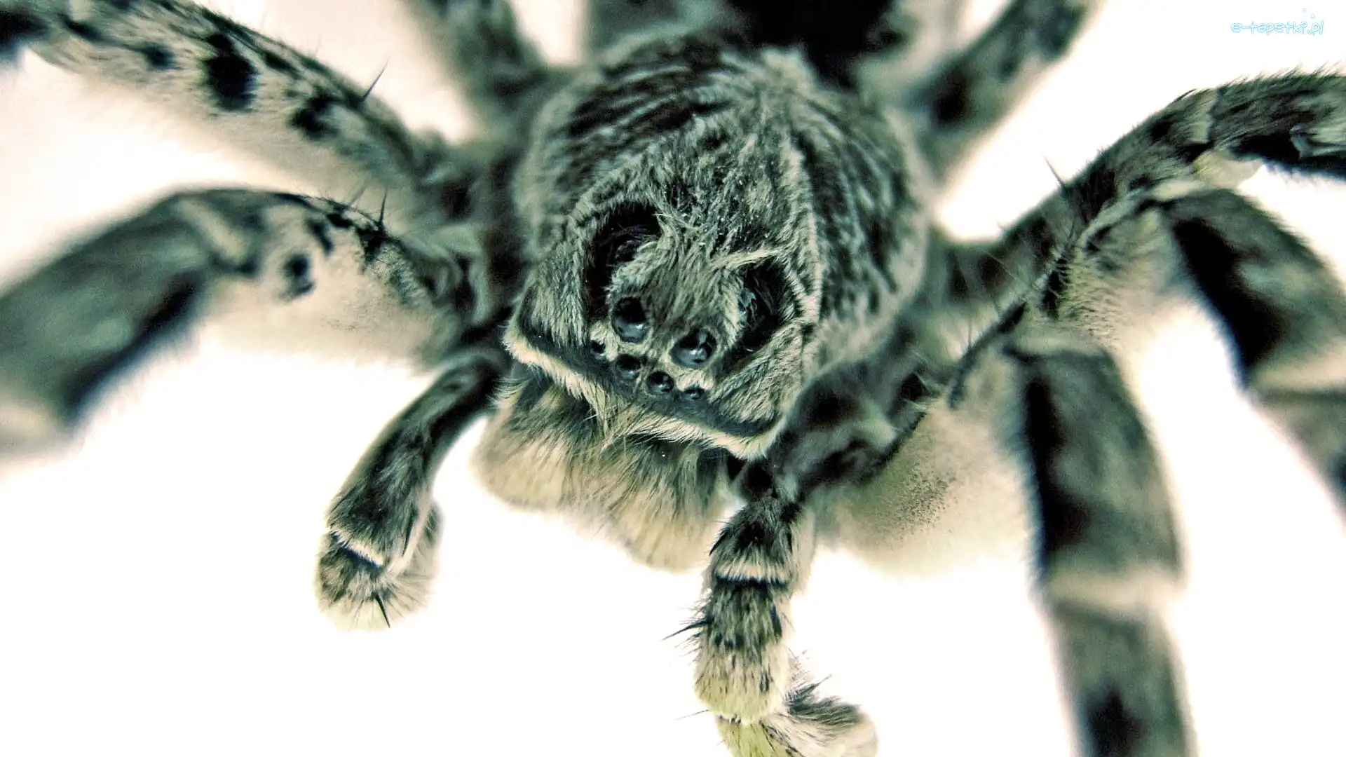 Tarantula, Pająk