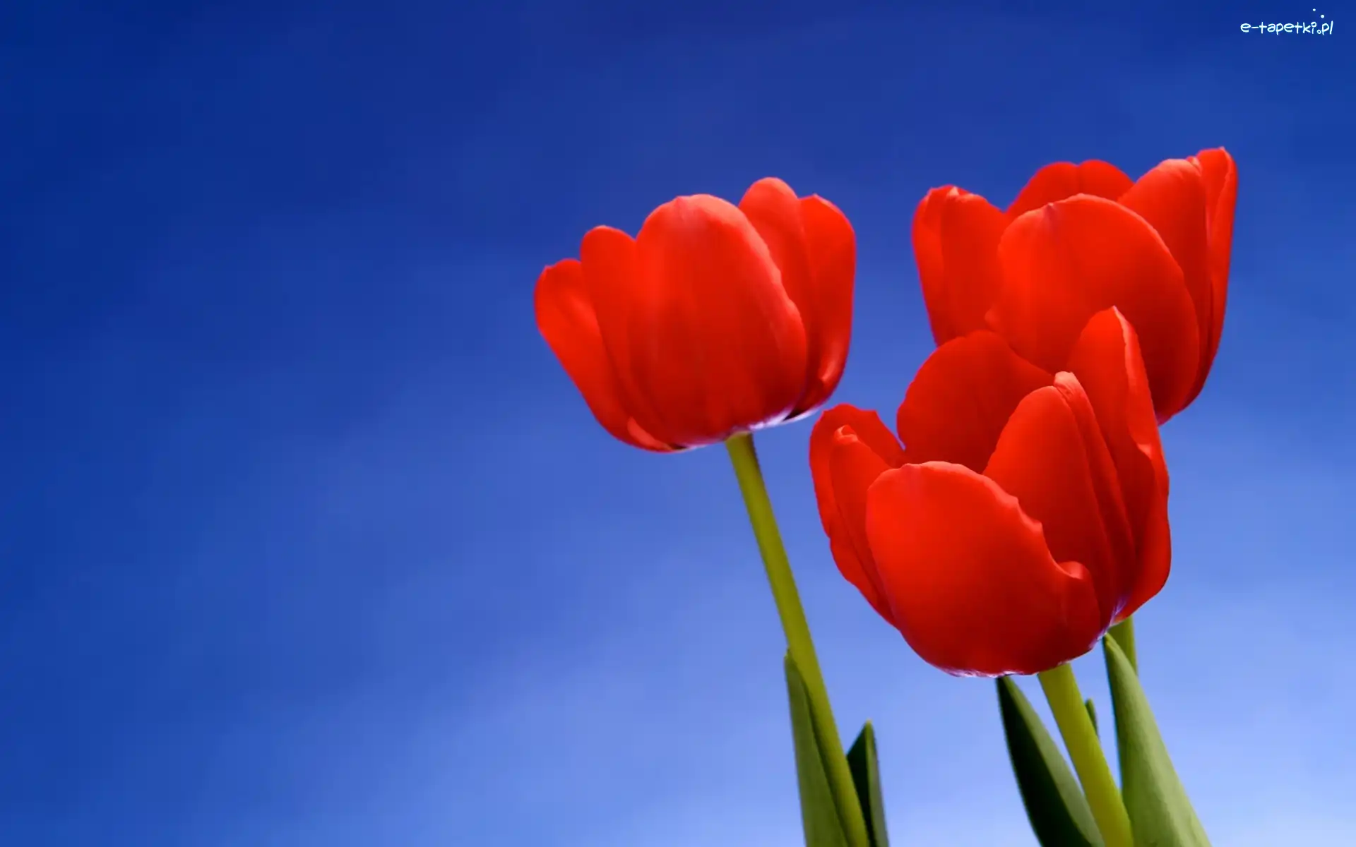 Trzy, Tulipany, Czerwone, Nieba, Błękit