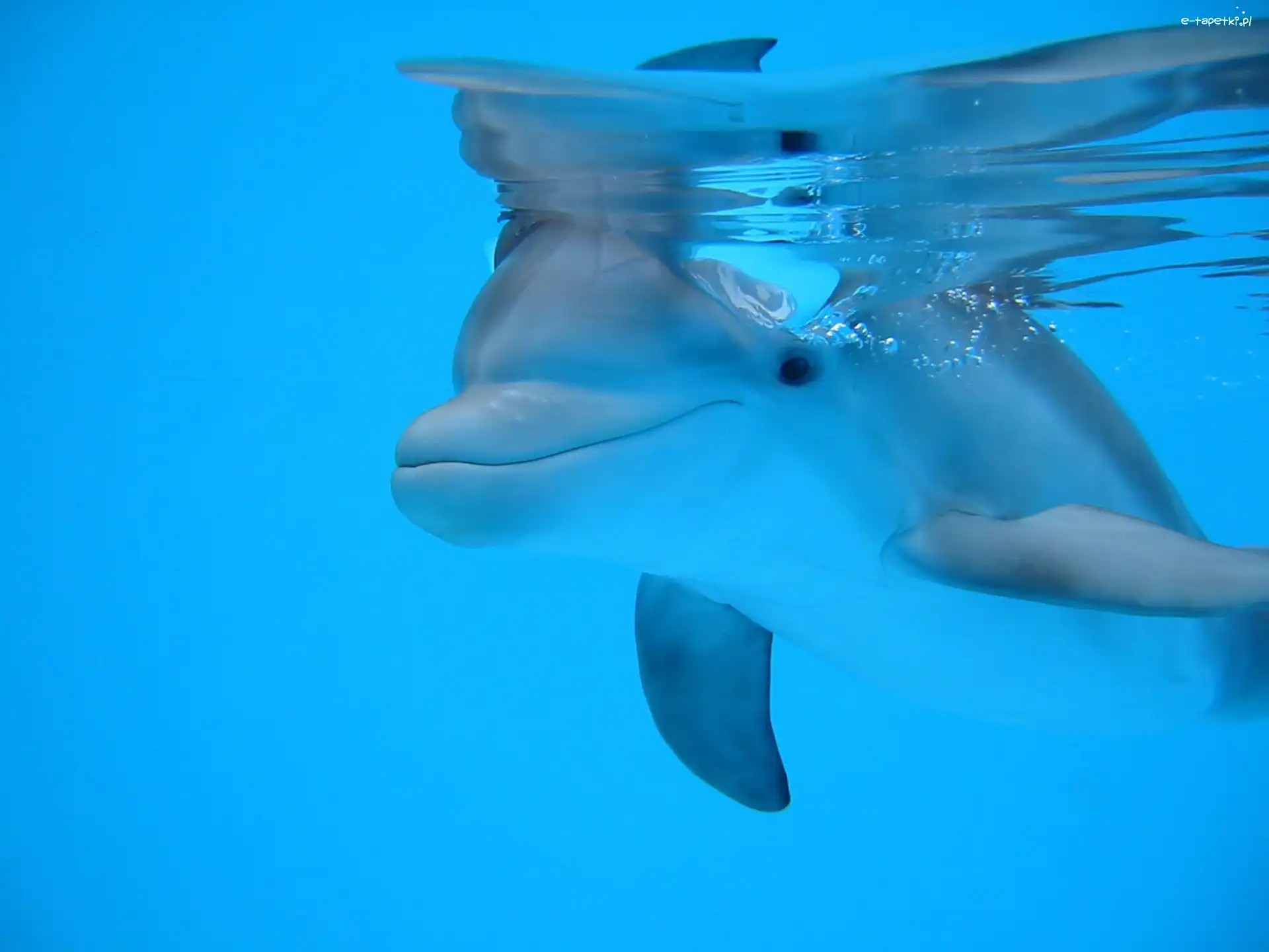 Woda, Delfin