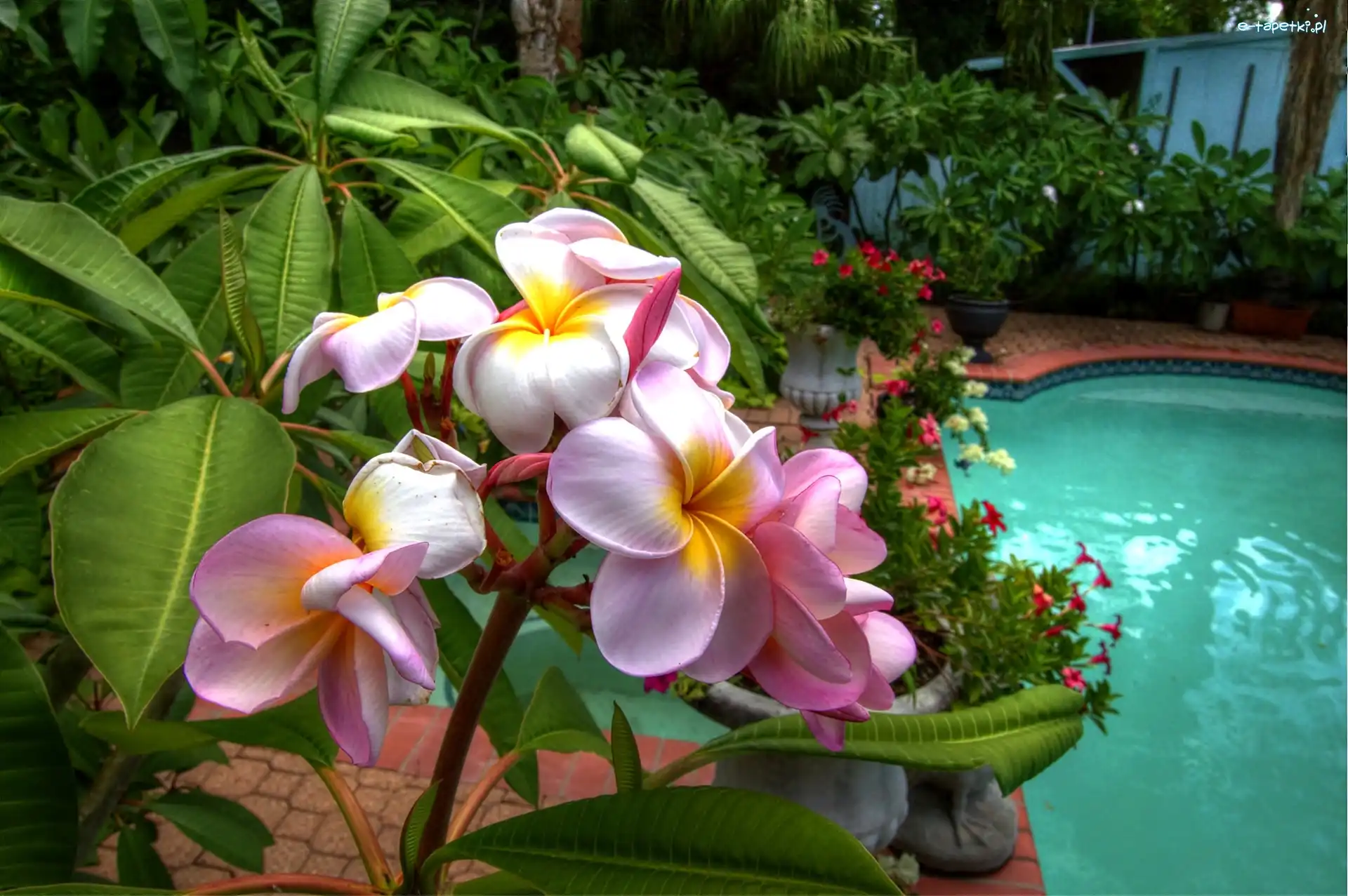 Basen, Ogród, Plumeria