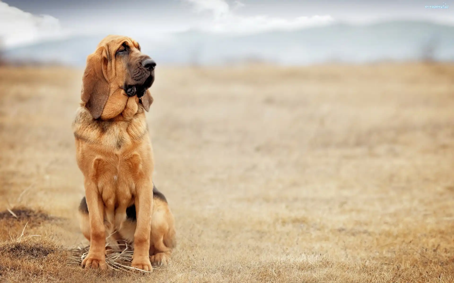 Pies, Bloodhound