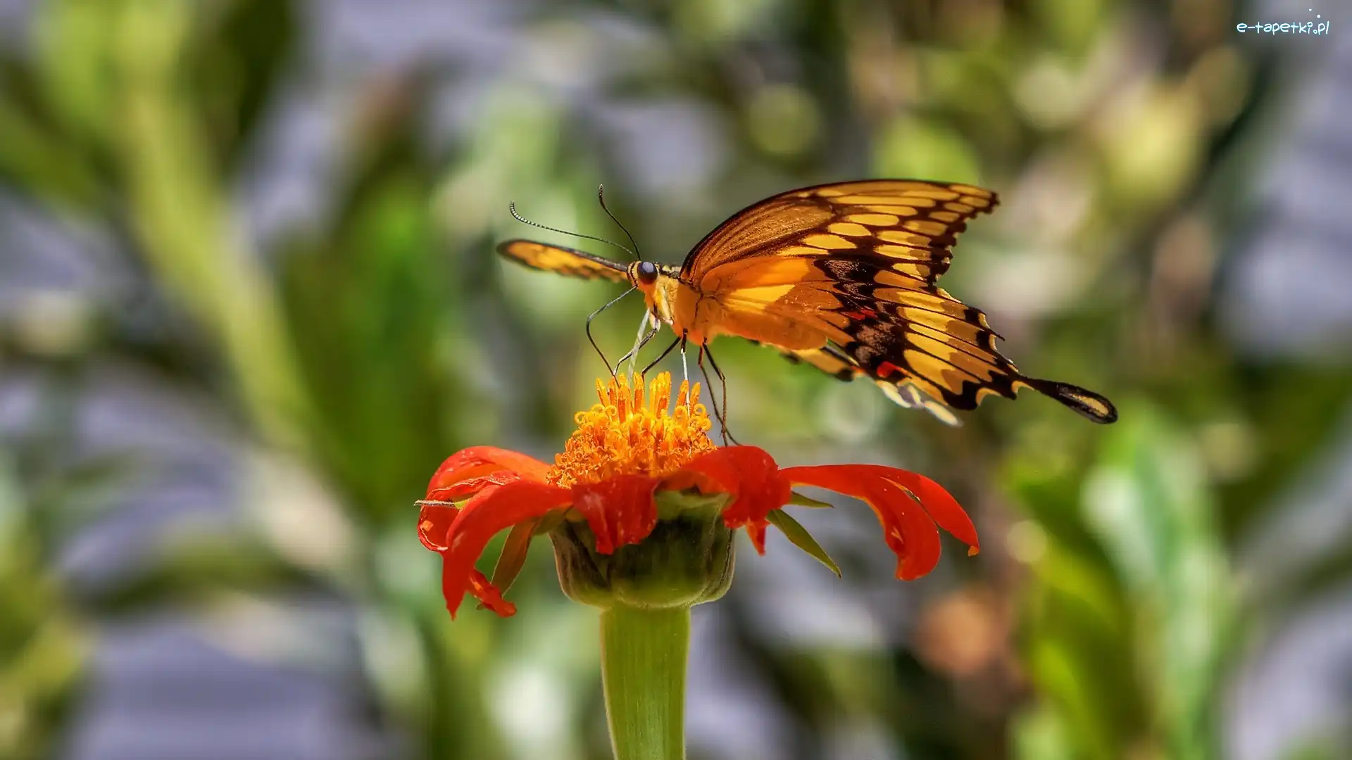 Motyl, Aksamitka