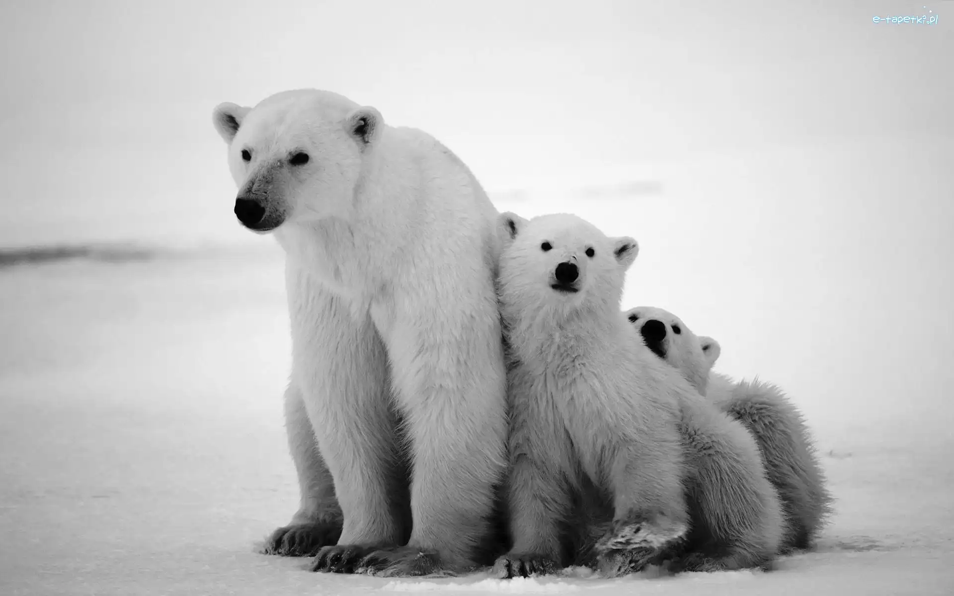 Niedzwiedzie, Mama, Polarne, Małe, Dwa