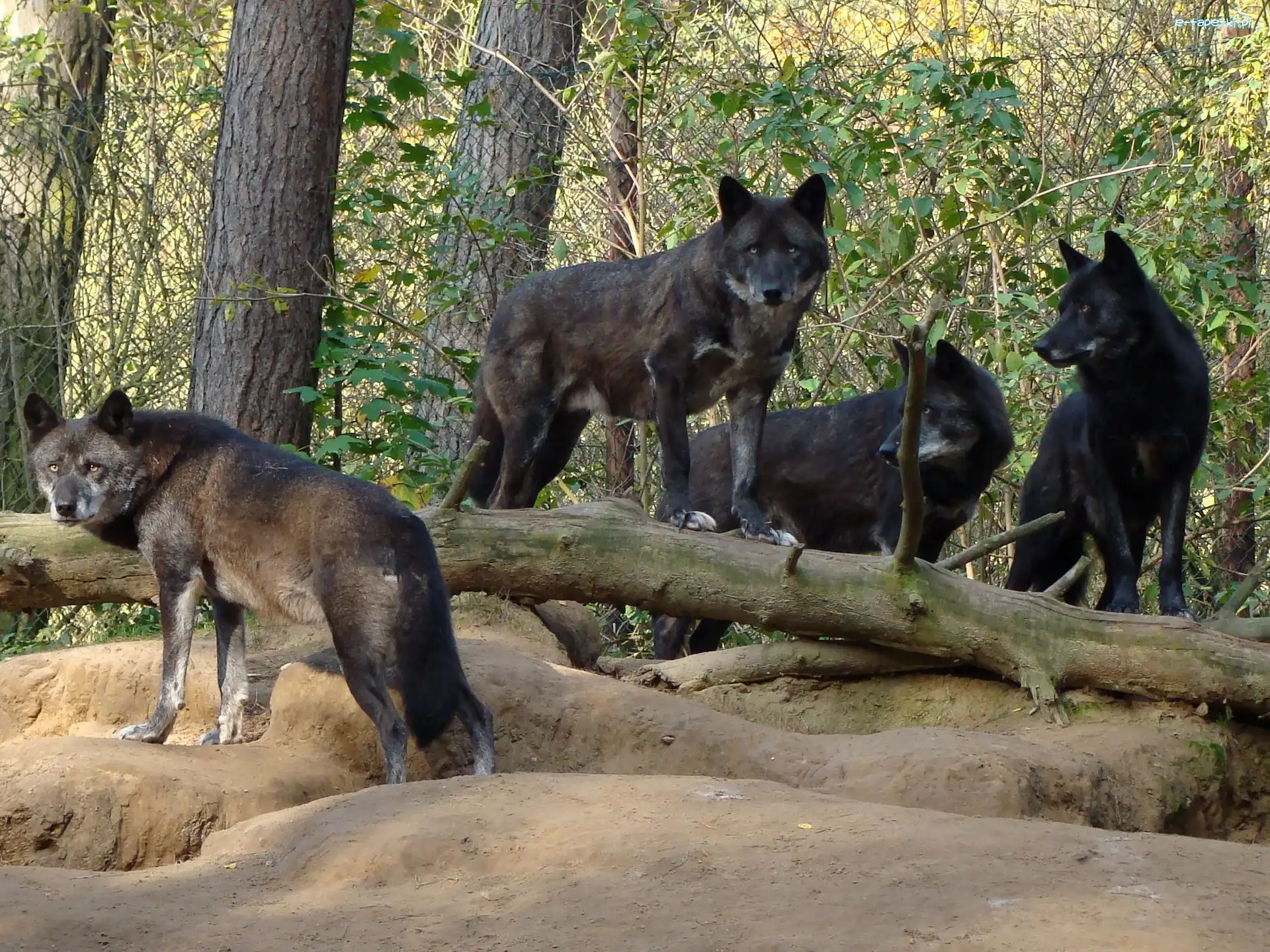 las, Wilki, Cztery