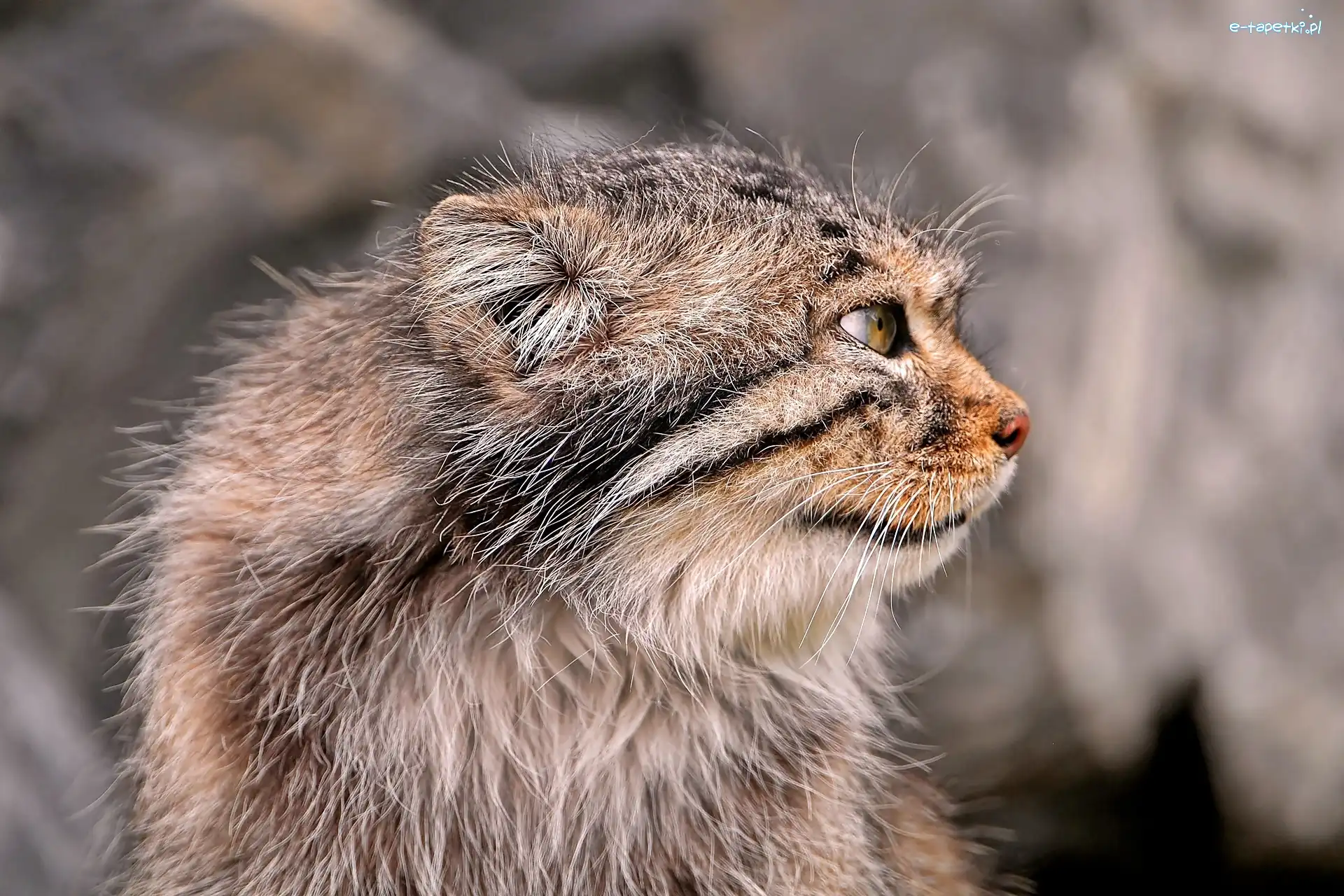 Zbliżenie, Manul