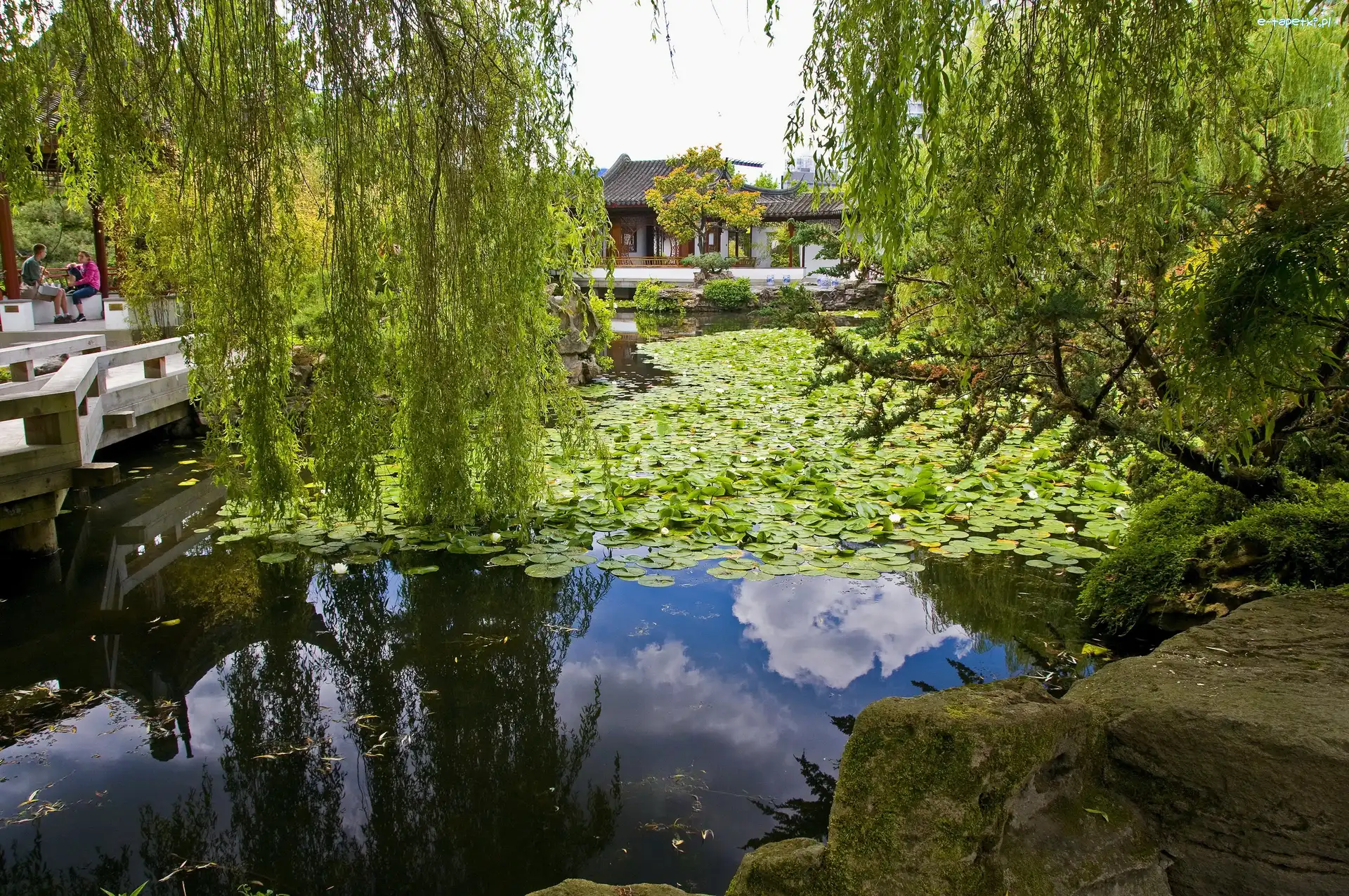 Drzewa, Staw, Park