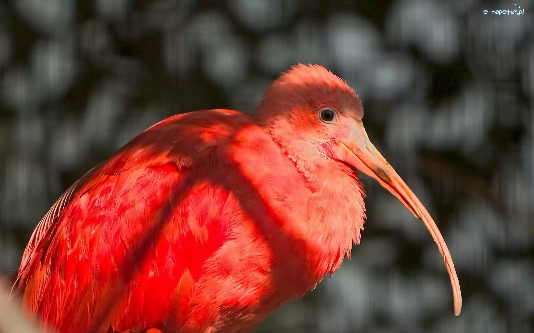 Ibis