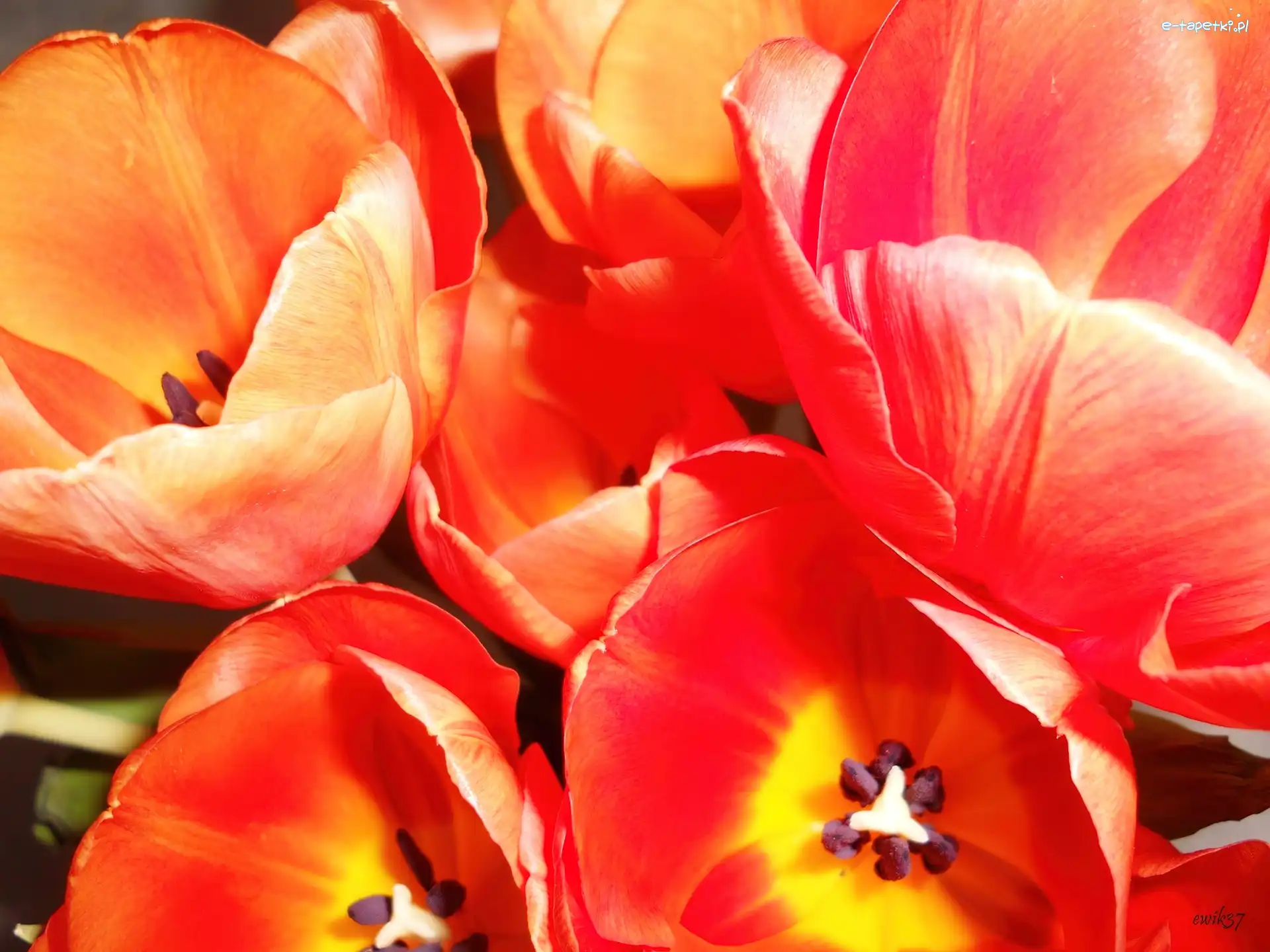 Bukiet, Tulipany, Pomarańczowe