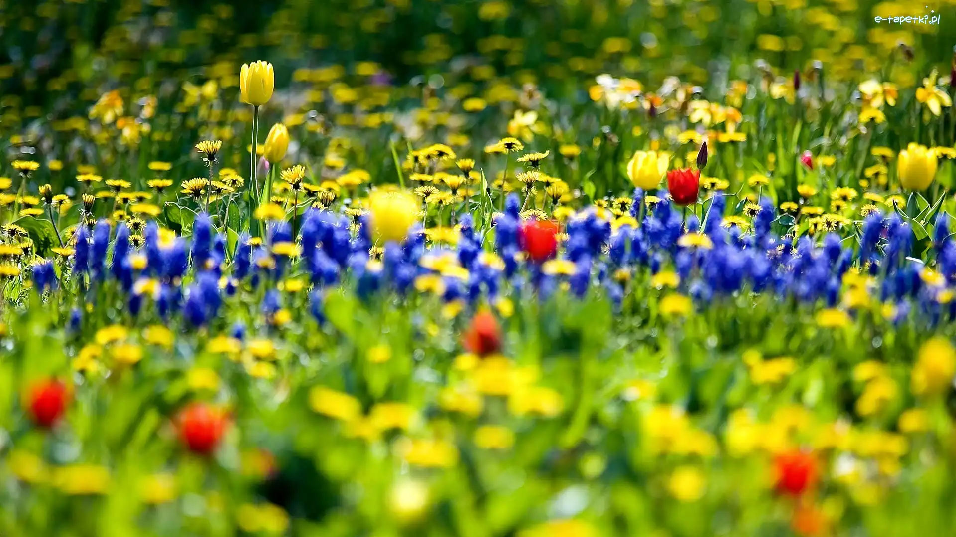 Wiosna, Łąka, Kwietna, Rozmycie, Tulipany