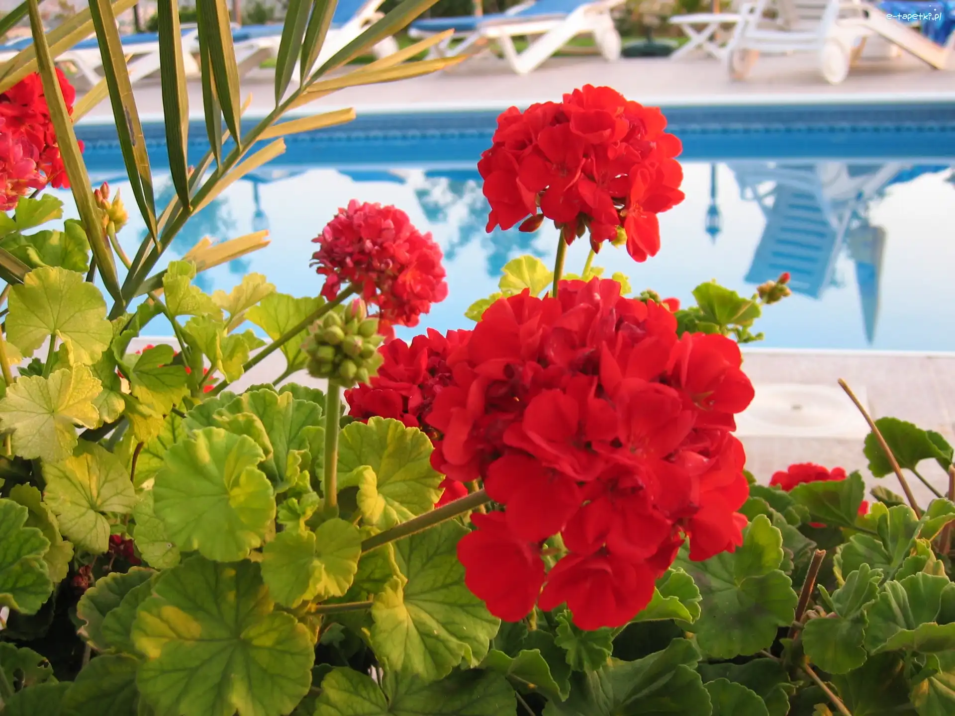 Liście, Pelargonie, Czerwone