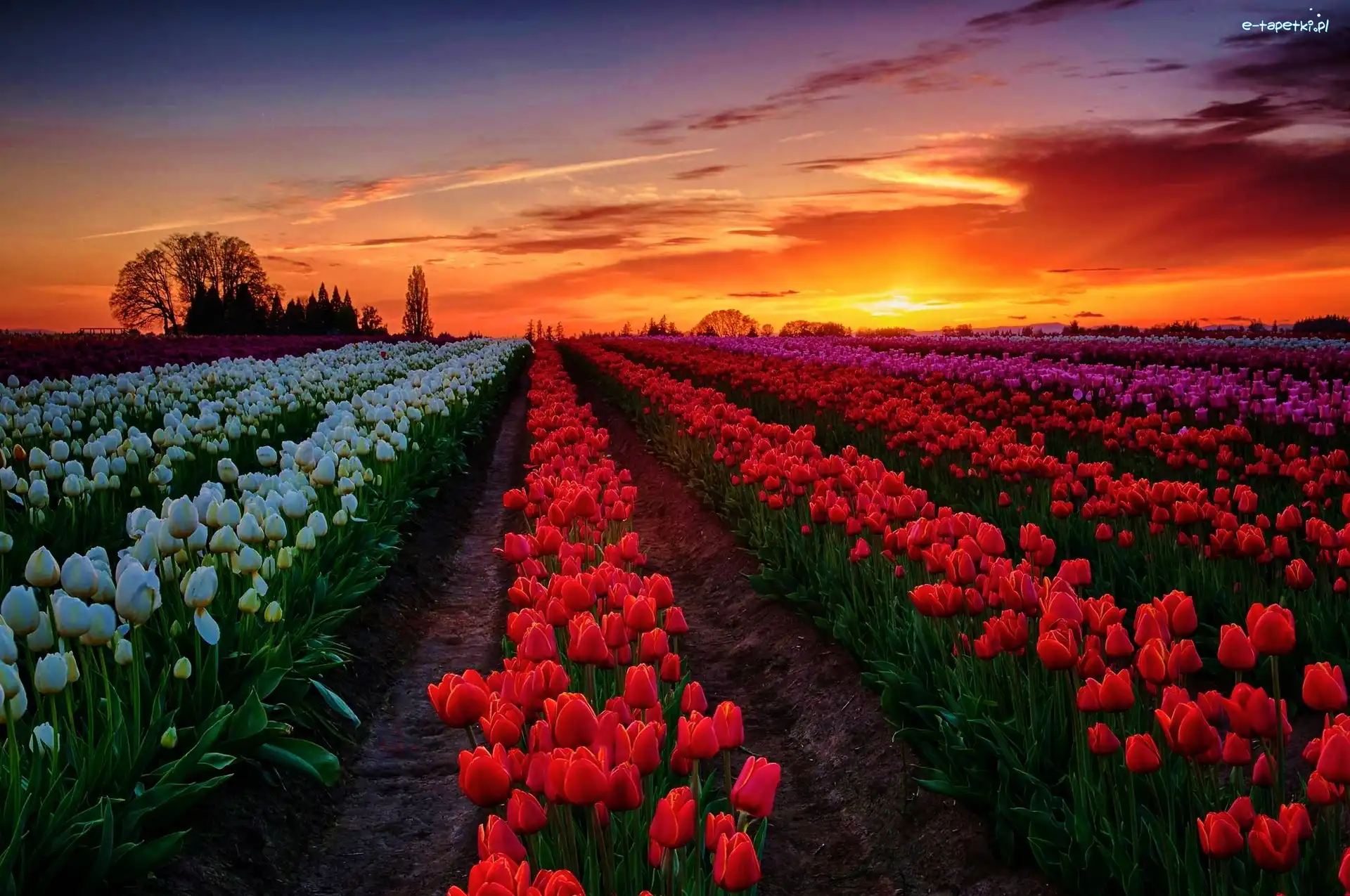 Tulipany, Słońca, Zachód