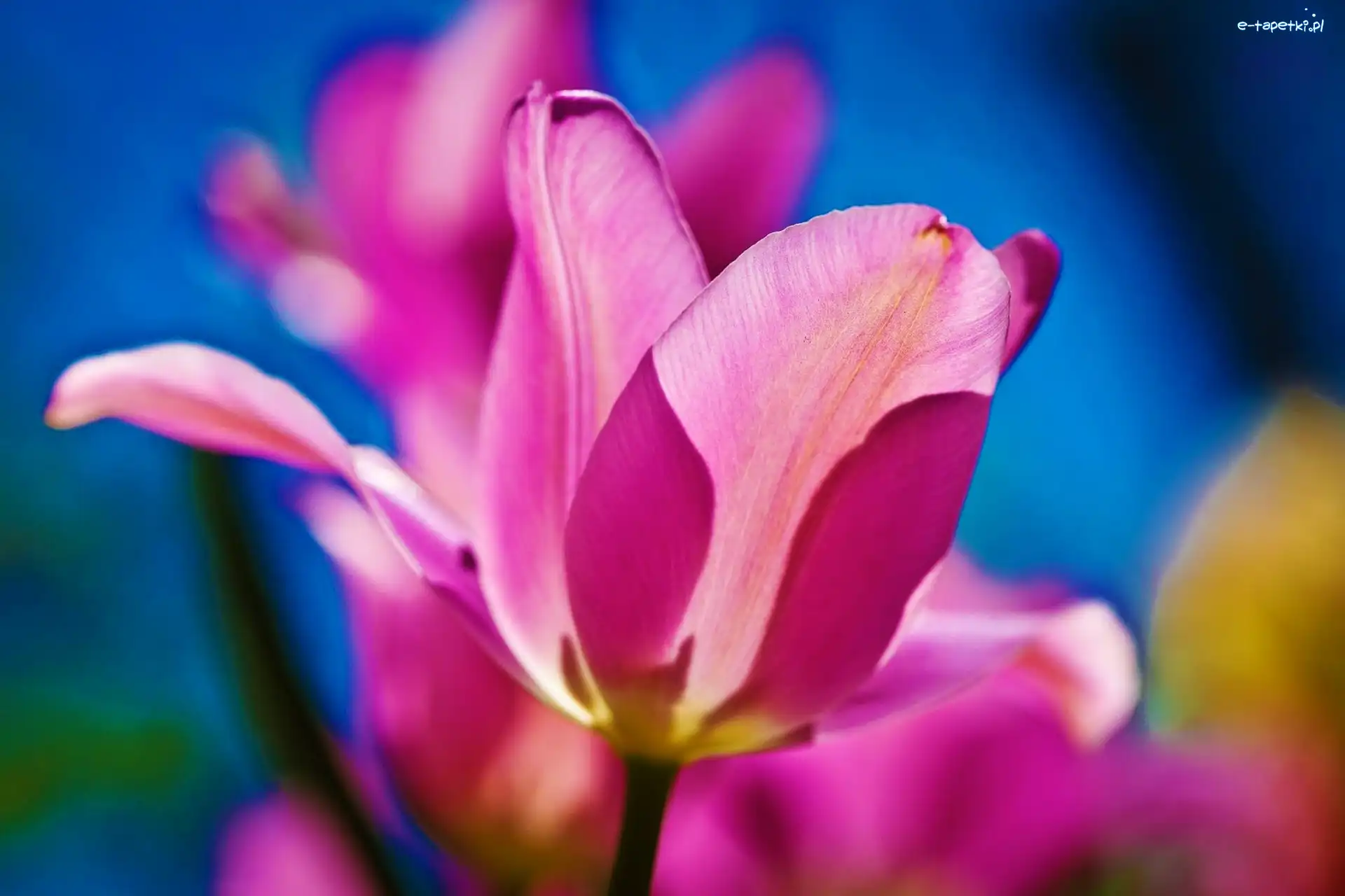Tulipan, Różowy