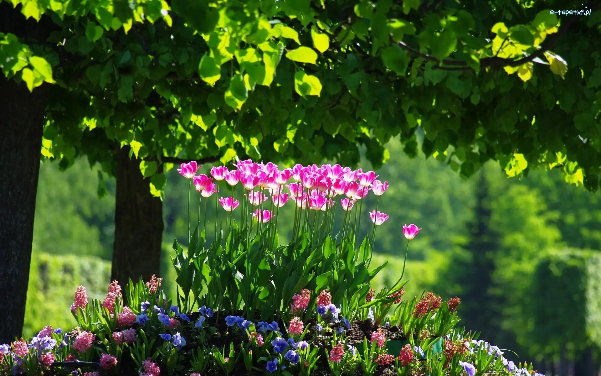 Las, Tulipany