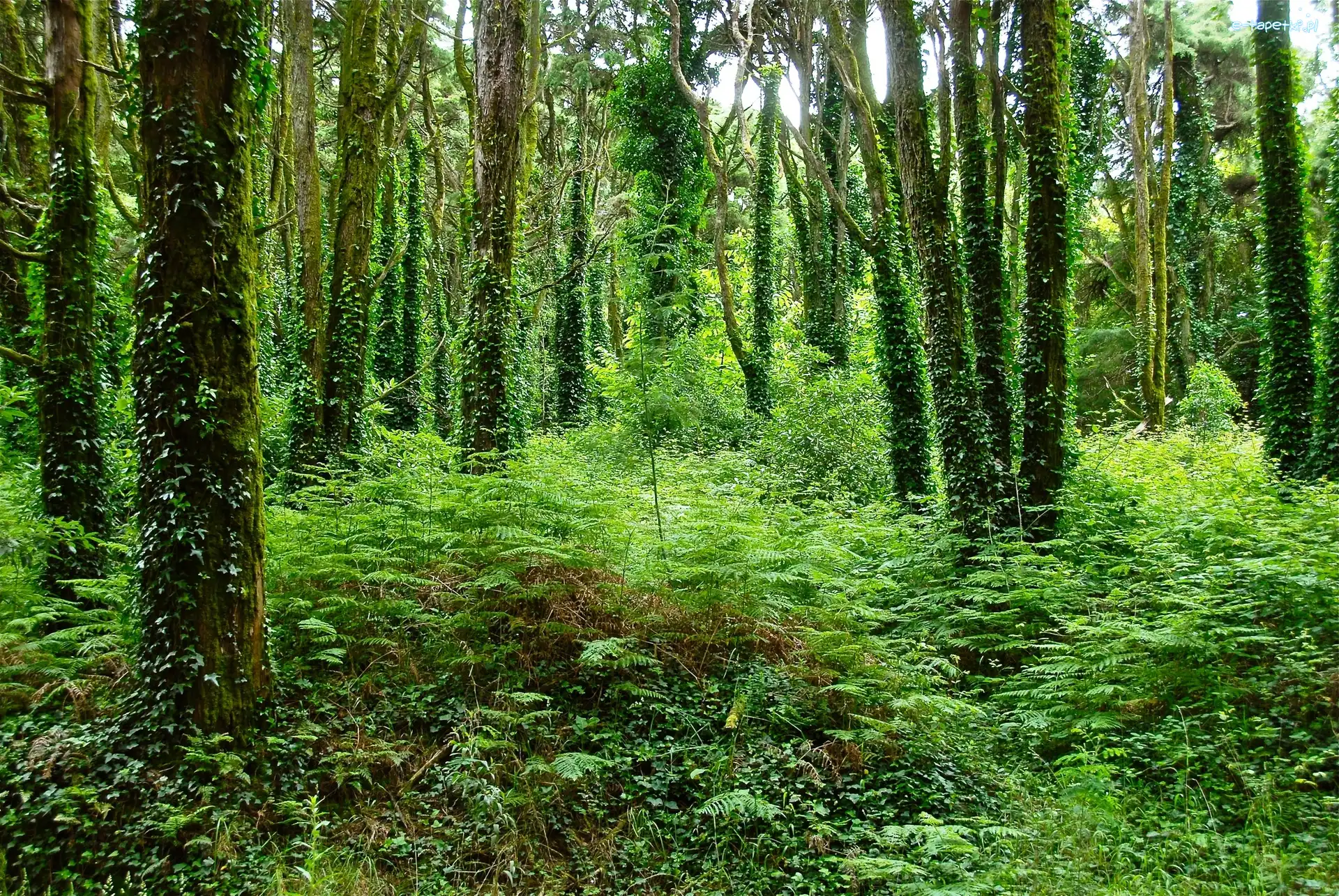 Bluszcz, Paproć, Las