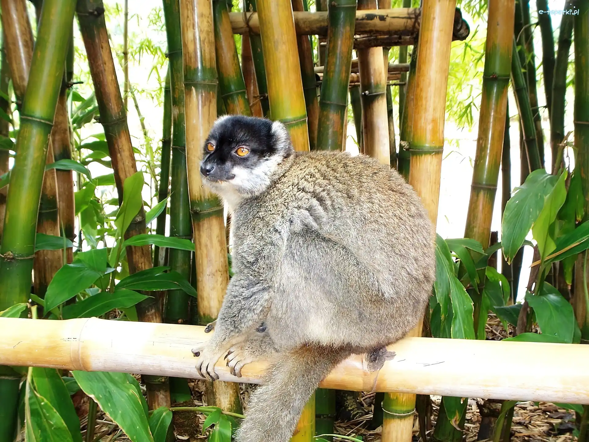 Bambus, Lemur
