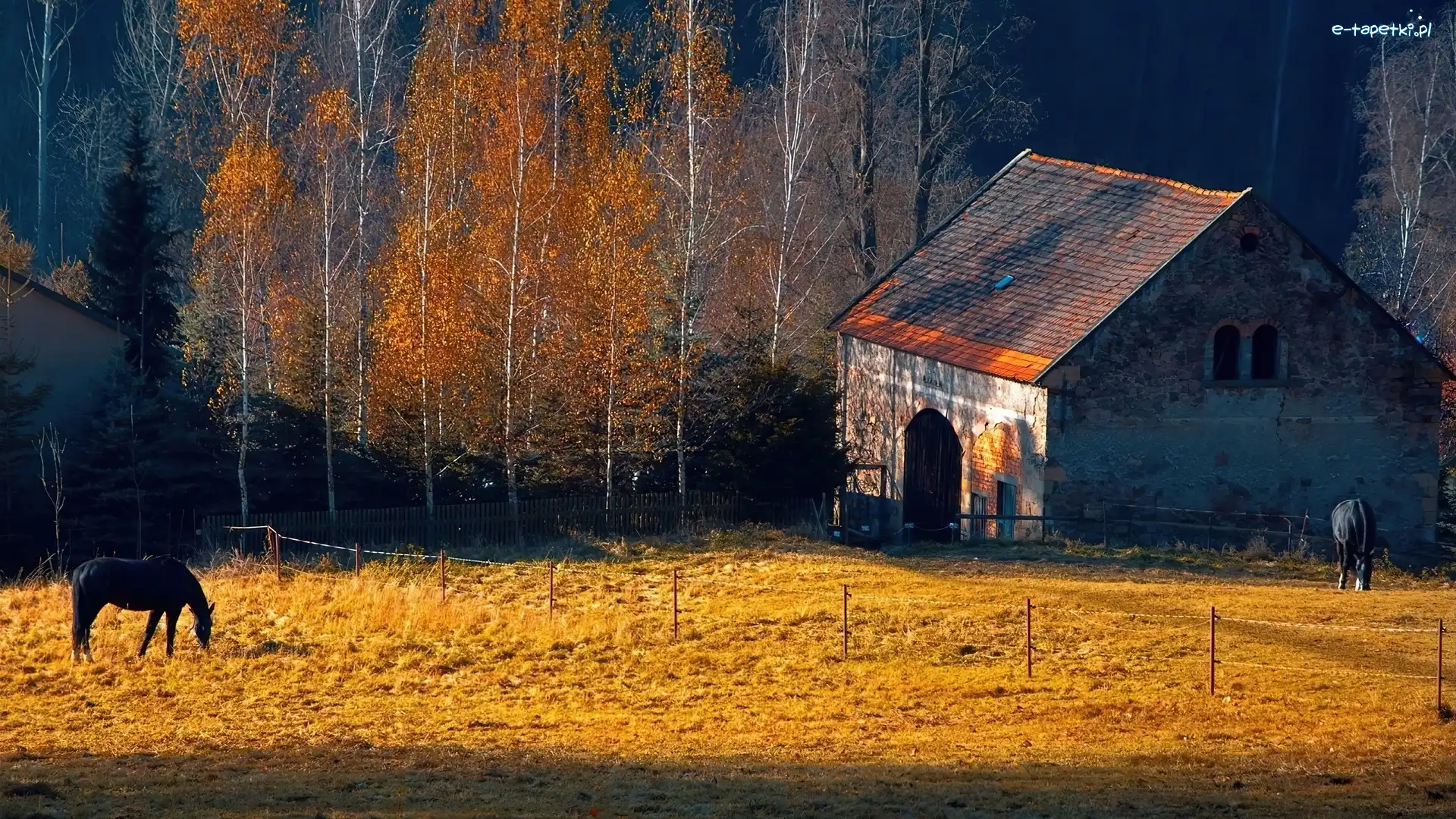 Pastwisko, Drzewa, Szopa, Konie