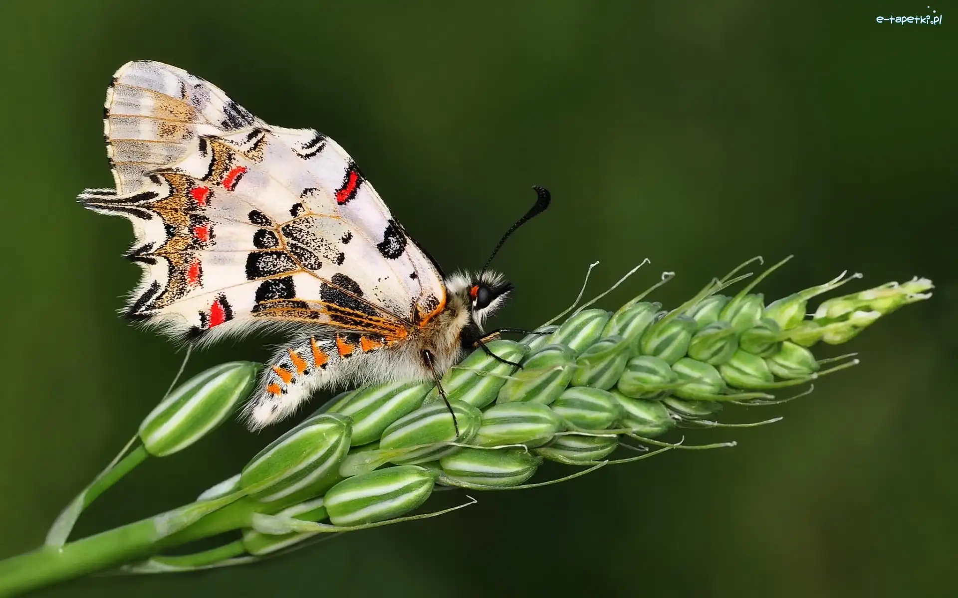 Kłos, makro, Zboża, Motyl