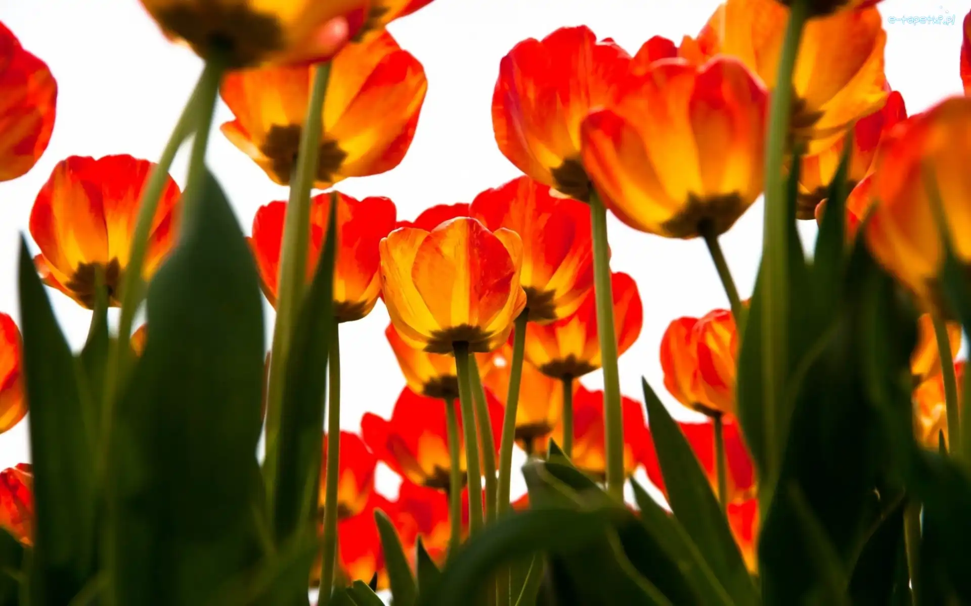 Tulipany, Żółte, Czerwono