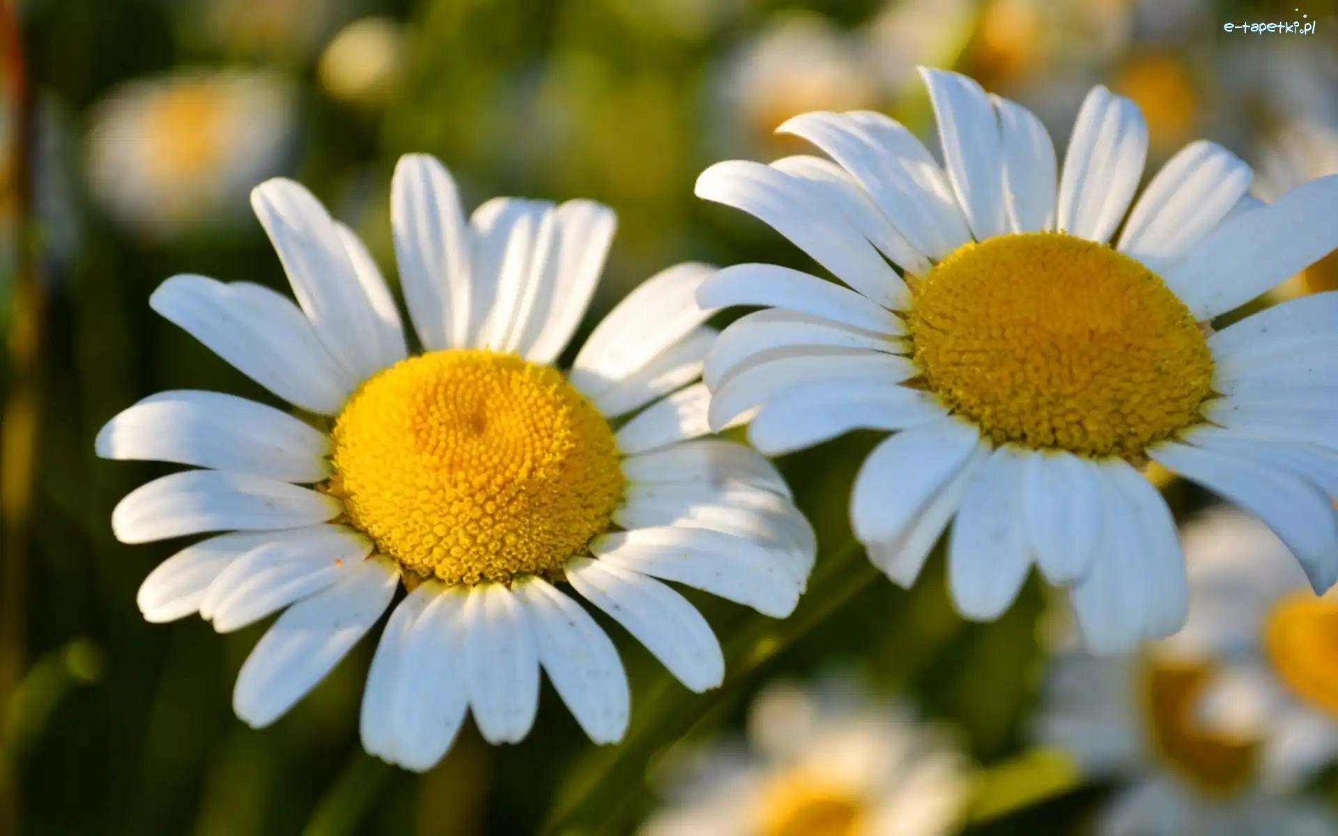 Margerytki, Kwiaty