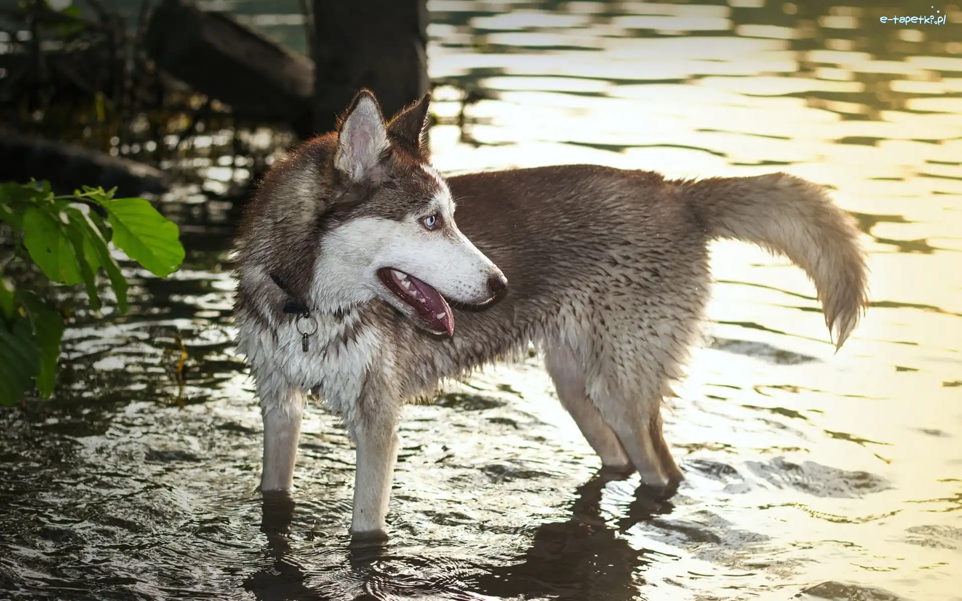 Woda, Siberian Husky, Pies