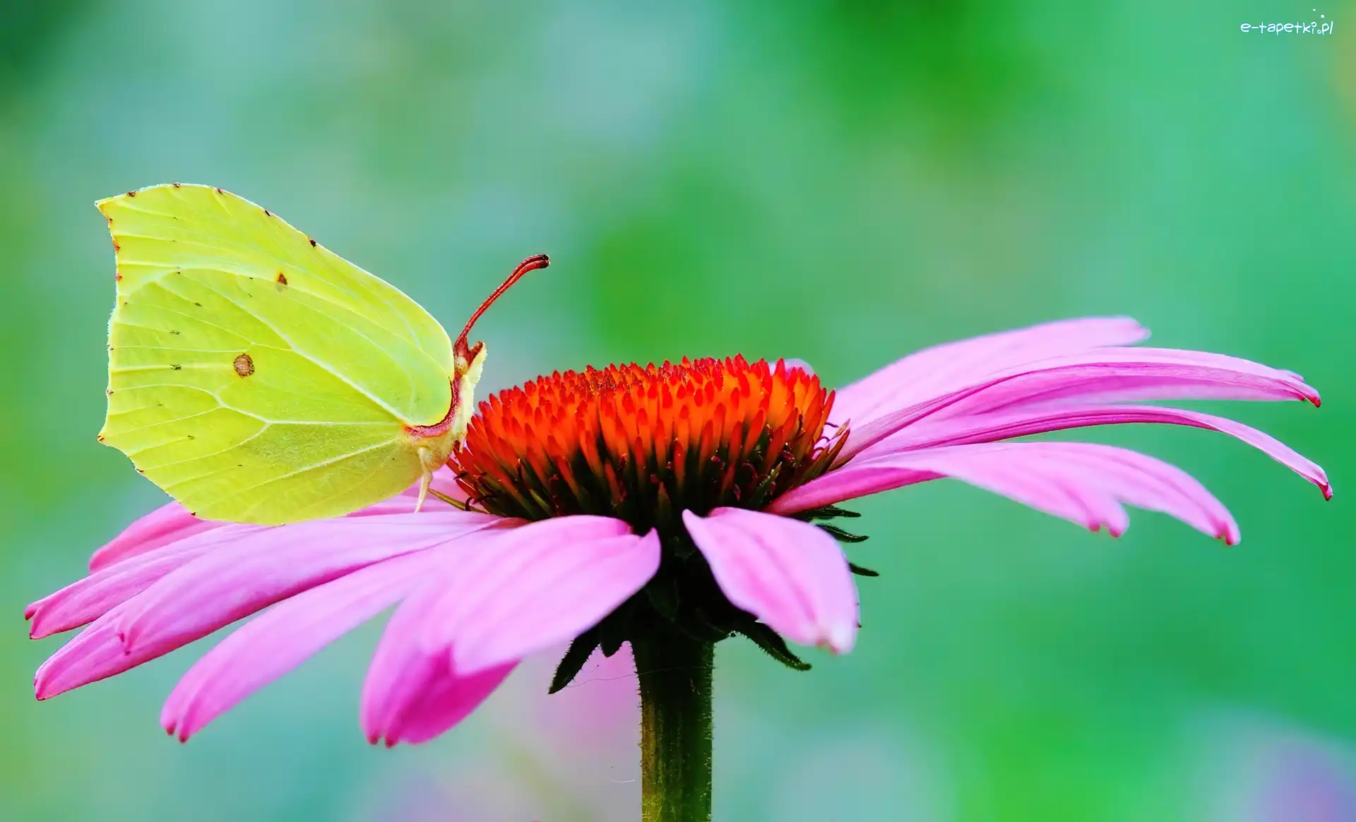 Gerbera, Cytrynek, Motyl
